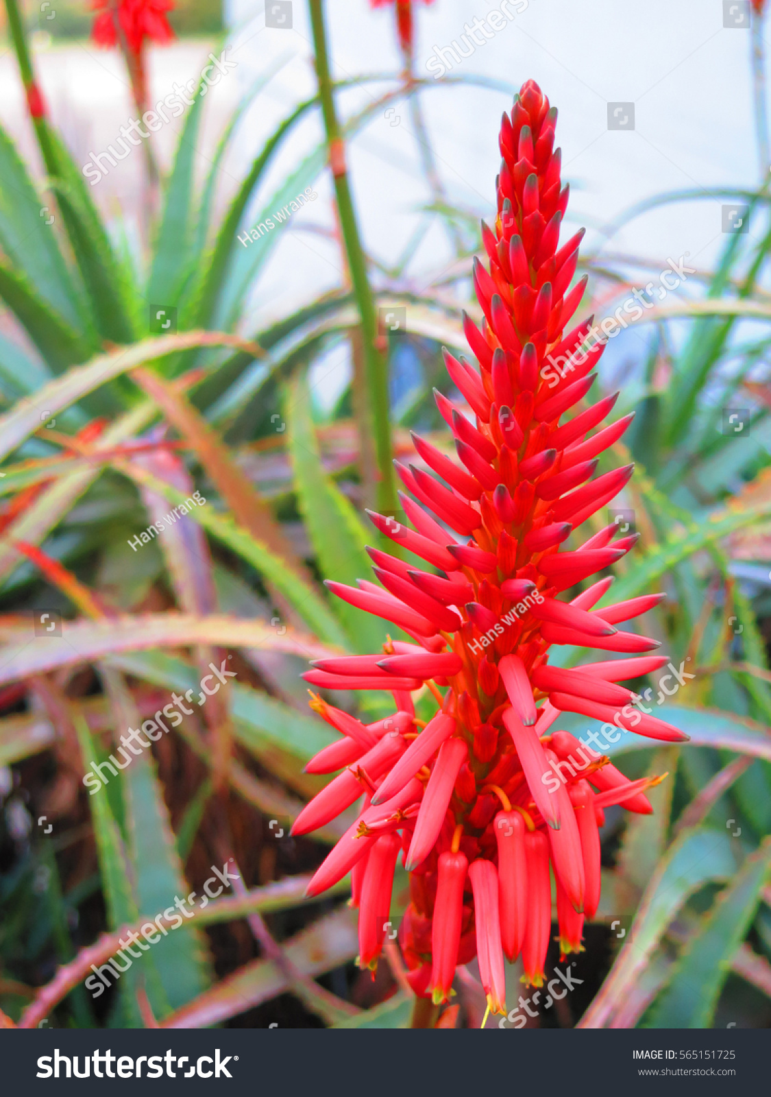 Aloe Vera Red Hot Poker Type Stock Photo (Edit Now) 565151725