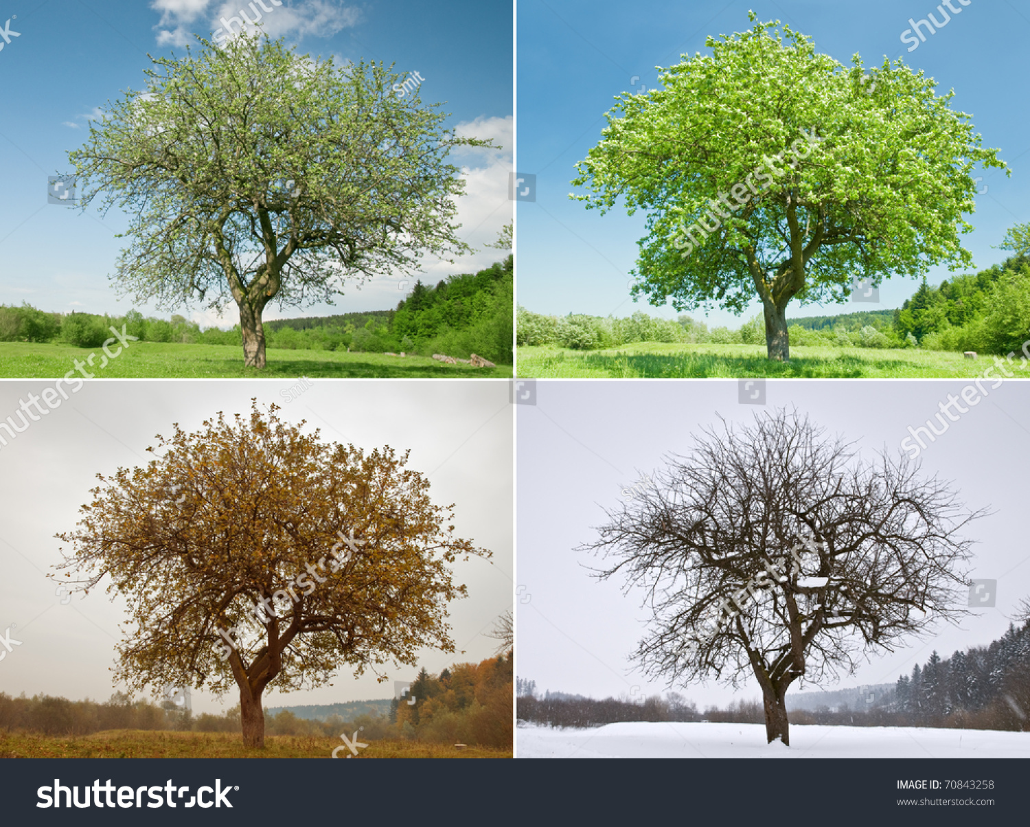 Alone Tree Season Stock Photo 70843258 | Shutterstock