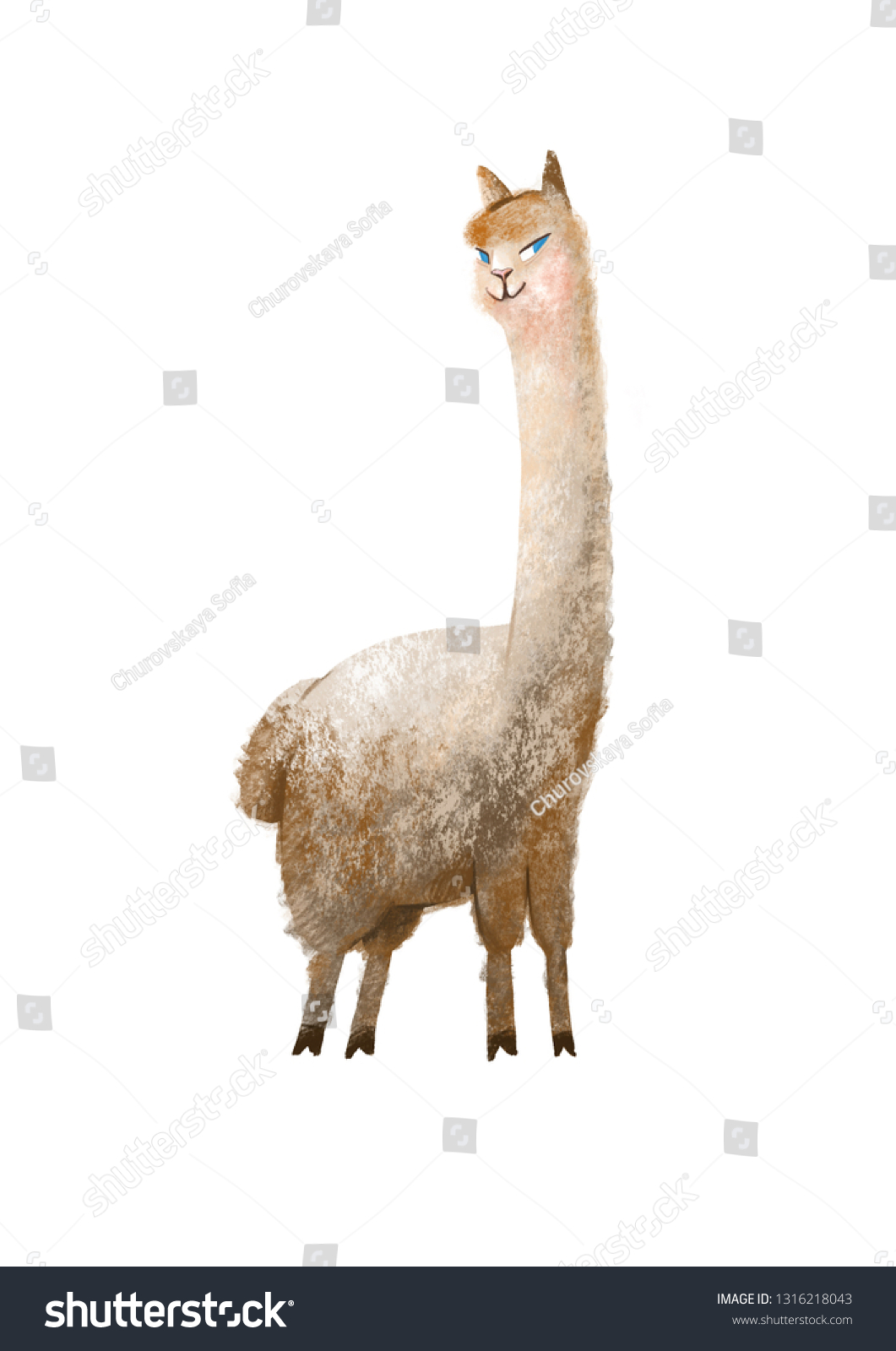 アルパカ長い首を持つラマの動物 白い背景に図面 のイラスト素材