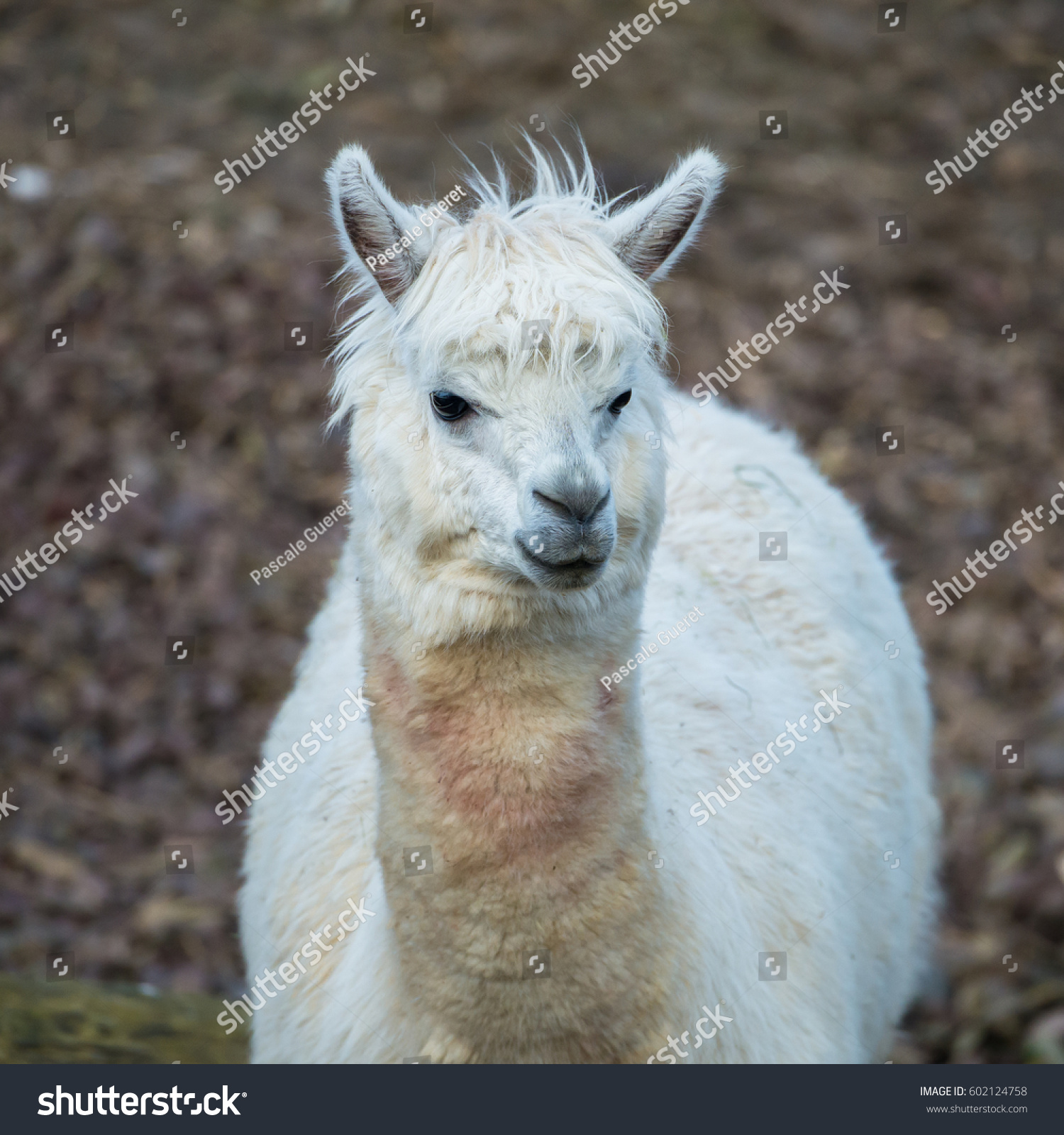 Alpaca White Ilama Funny Animal Stock Photo (Edit Now) 602124758 