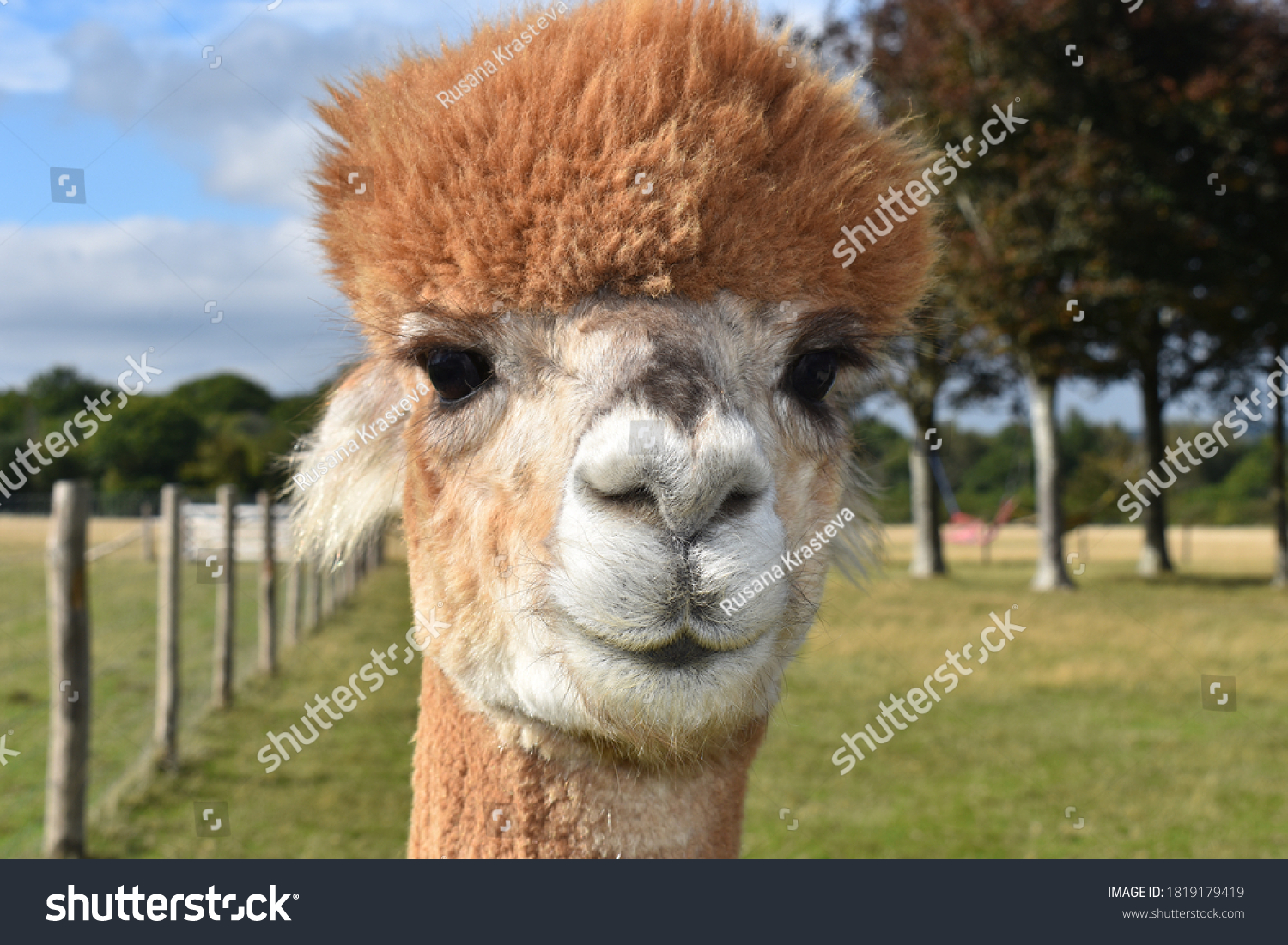 19,650 Alpaca face Images, Stock Photos & Vectors | Shutterstock