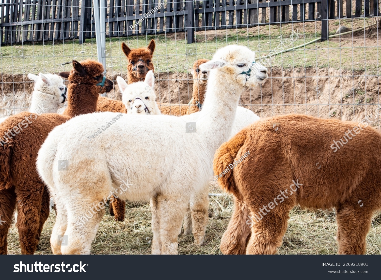 Alpacas - What's the Difference Between Llamas and Alpacas Stock Photo