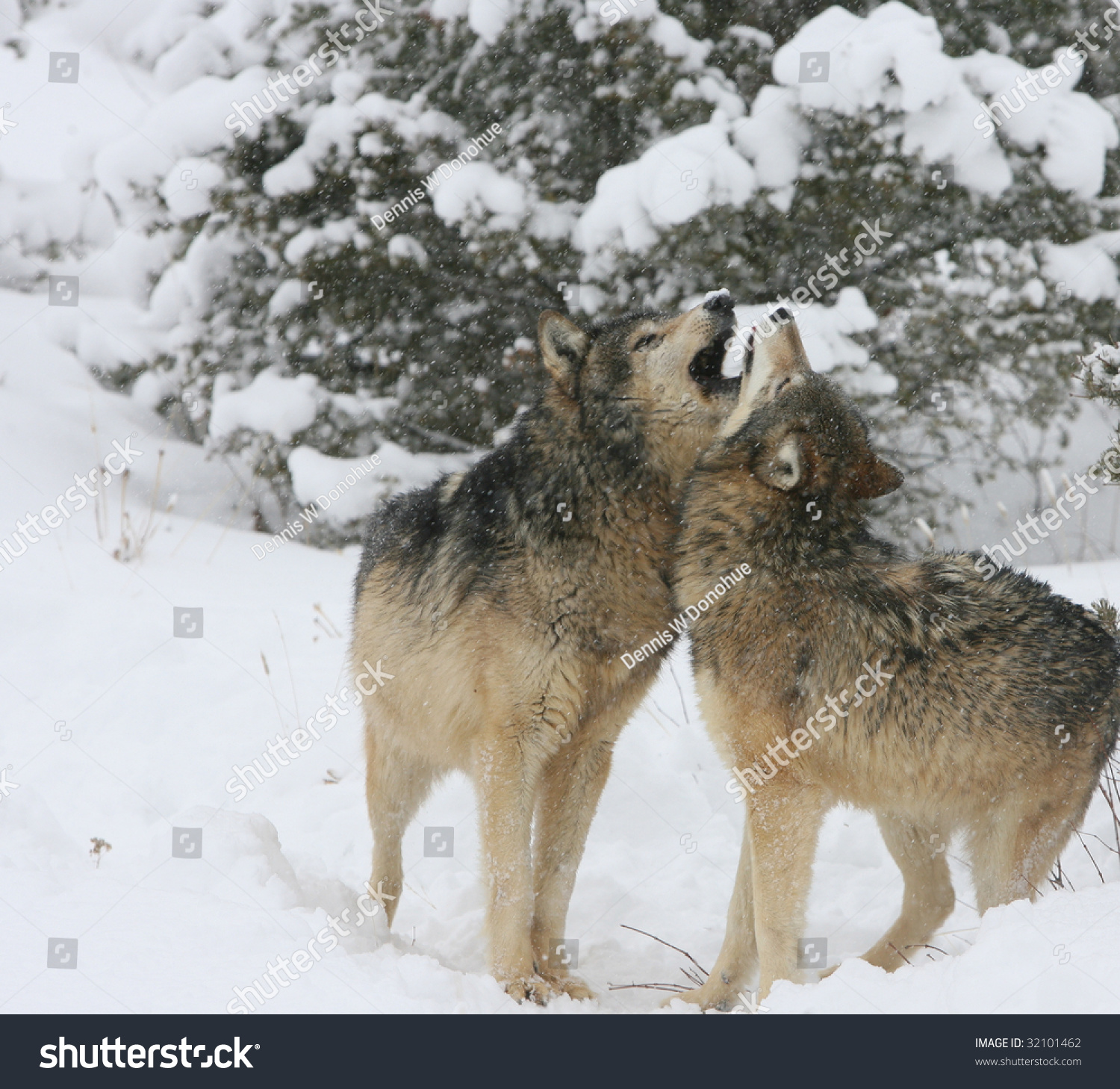Alpha Male An Female Grey Wolf Courting Stock Photo 32101462 : Shutterstock