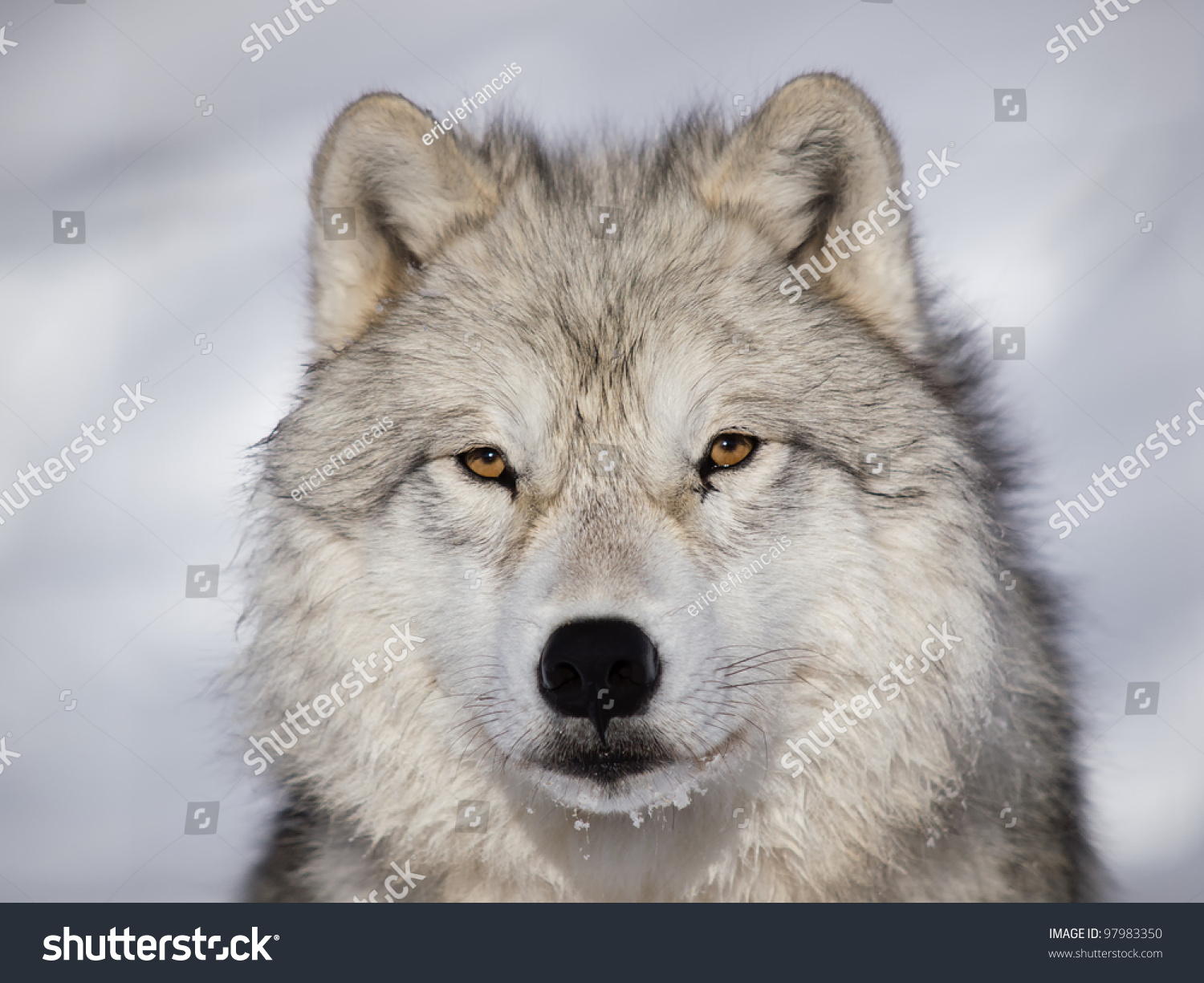 Alpha Male Arctic Wolf Watching Snow Stock Photo 97983350 - Shutterstock