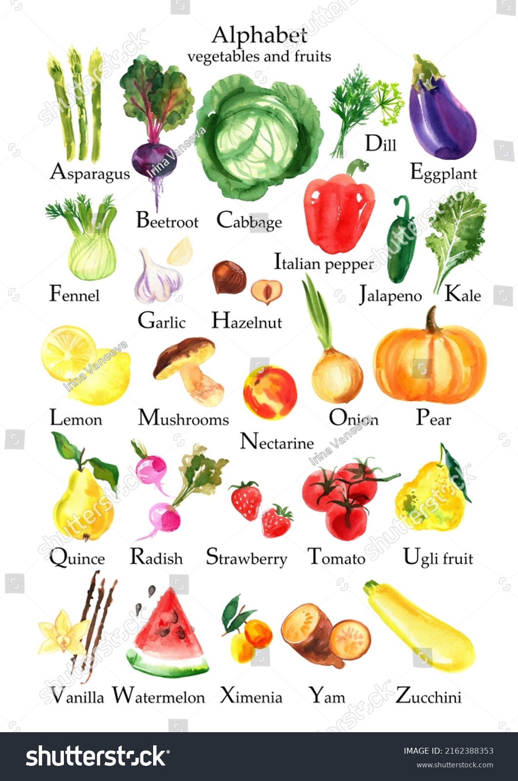 Alphabet Fruits Vegetables Food Watercolor Poster Stock Illustration ...