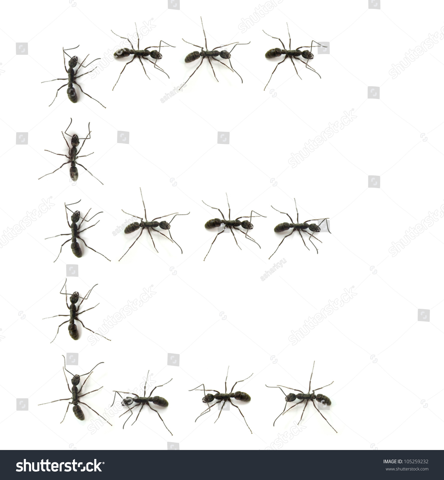 Alphabet Letters Spelled By Ant In Line Stock Photo 105259232 ...