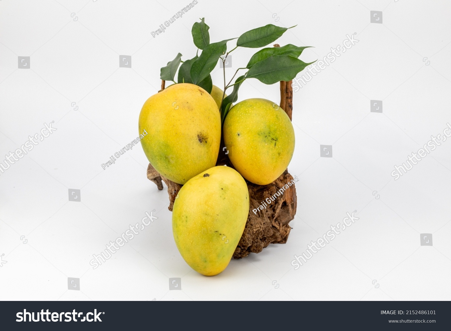 Alphonso Mangoes Isolated White Background Shot Stock Photo 2152486101 ...