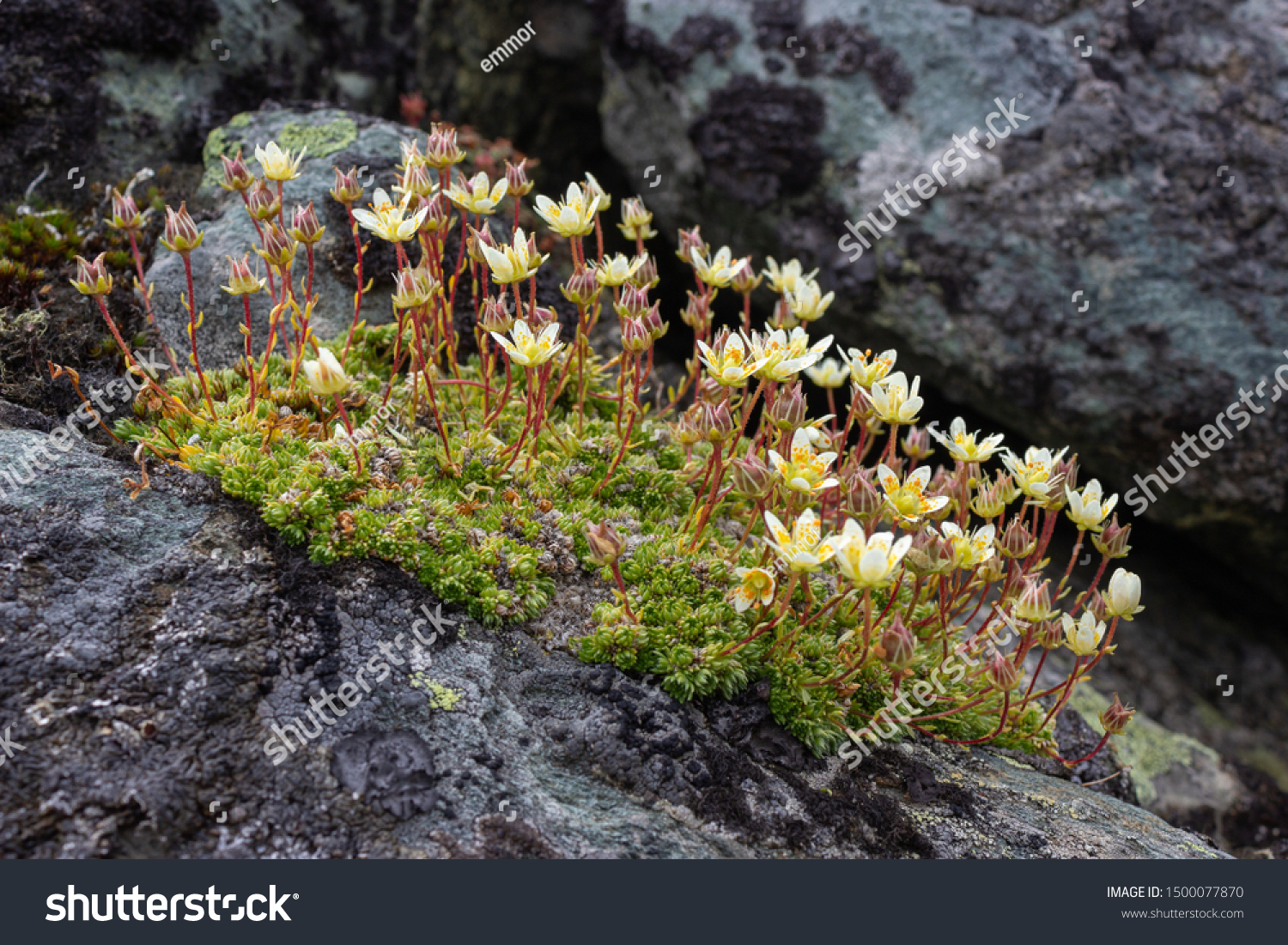 Alpine Flower Saxifraga Bryoides Mossy Saxifrage の写真素材 今すぐ編集