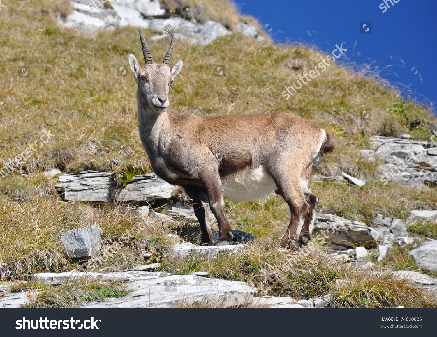 Alpine Ibex (Capra Ibex) Wild Goat In His Habitat, Autumn, Suggiture ...