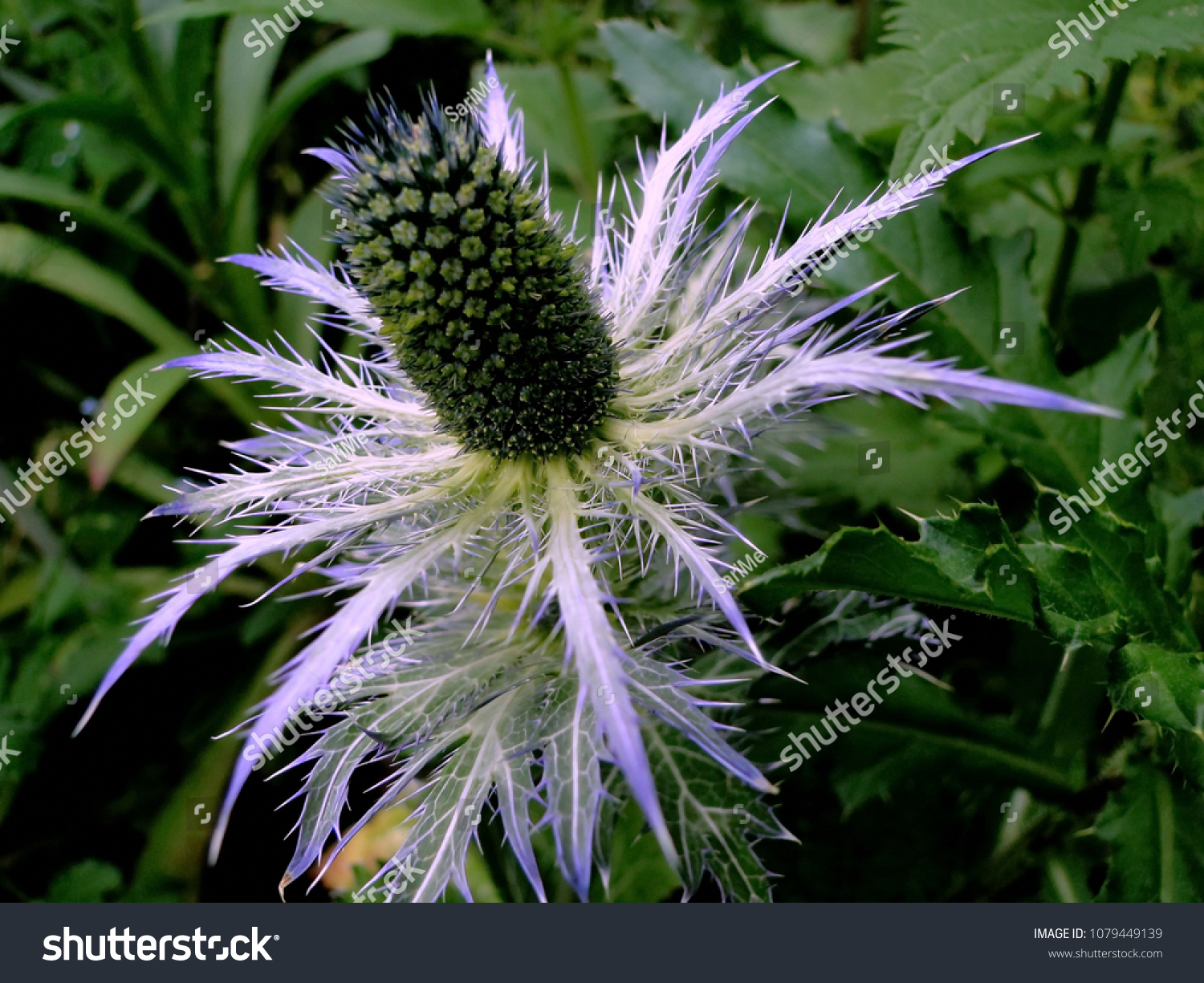 Alpine Sea Holly Eryngium Planum Blue Nature Stock Image 1079449139