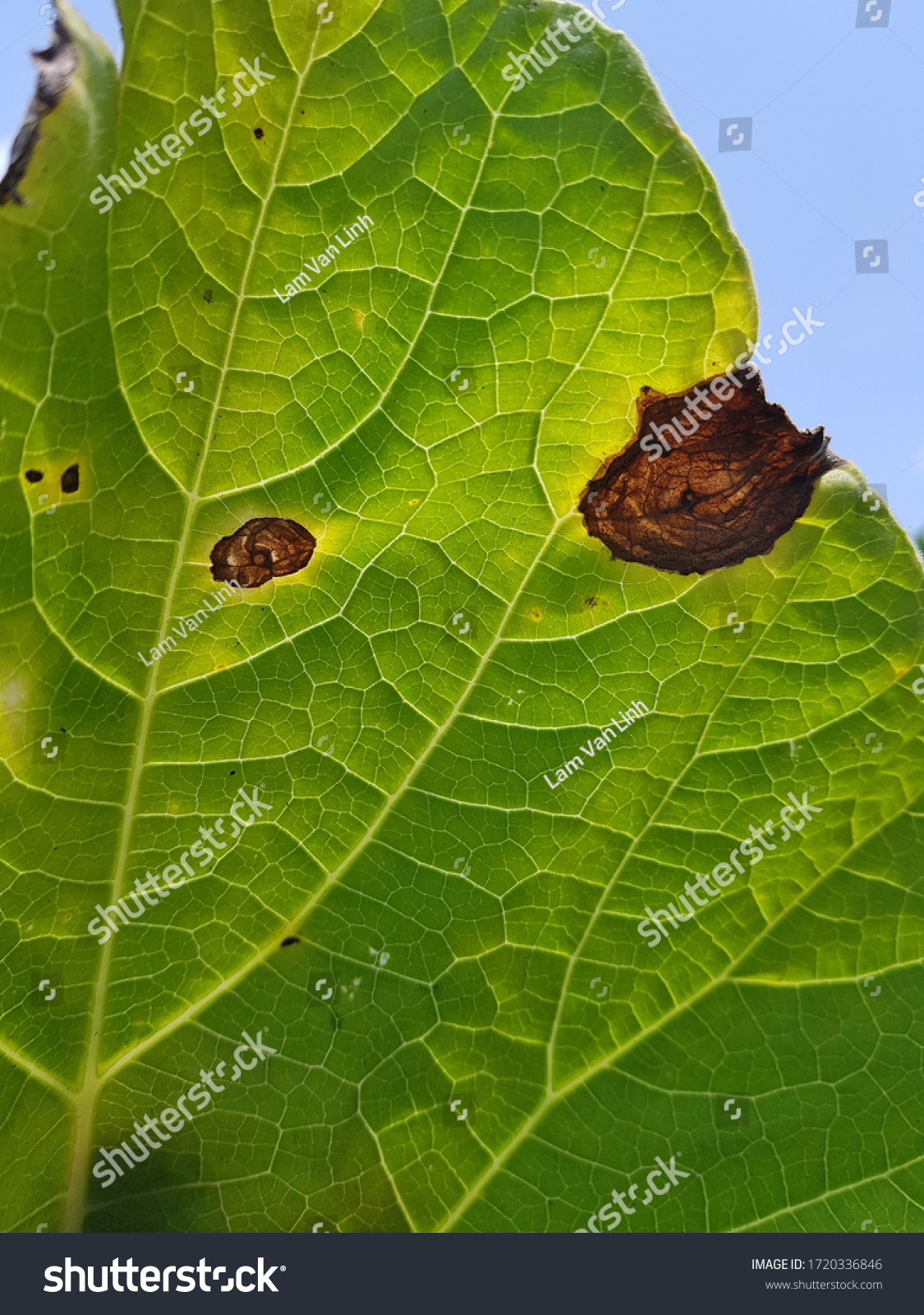 Alternaria Leaf Blight Injure On Bottle Stock Photo 1720336846 ...