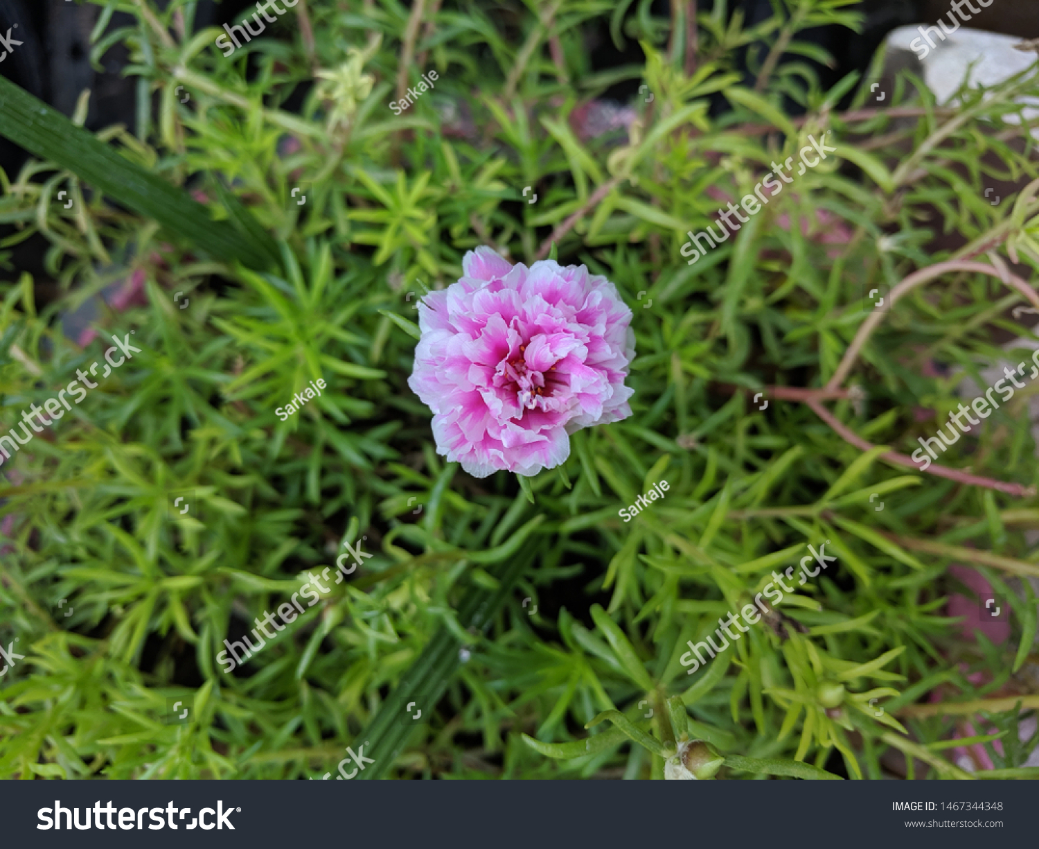 Alur Usually Called Moss Rose White Stock Photo Edit Now 1467344348