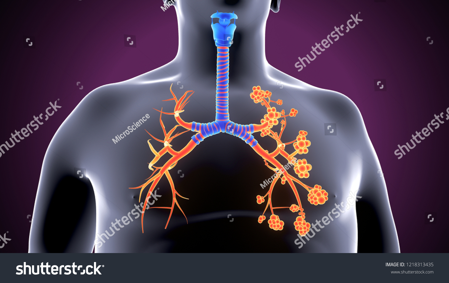 Alveolar Part Respiratory System Human Silhouette Stock Illustration ...