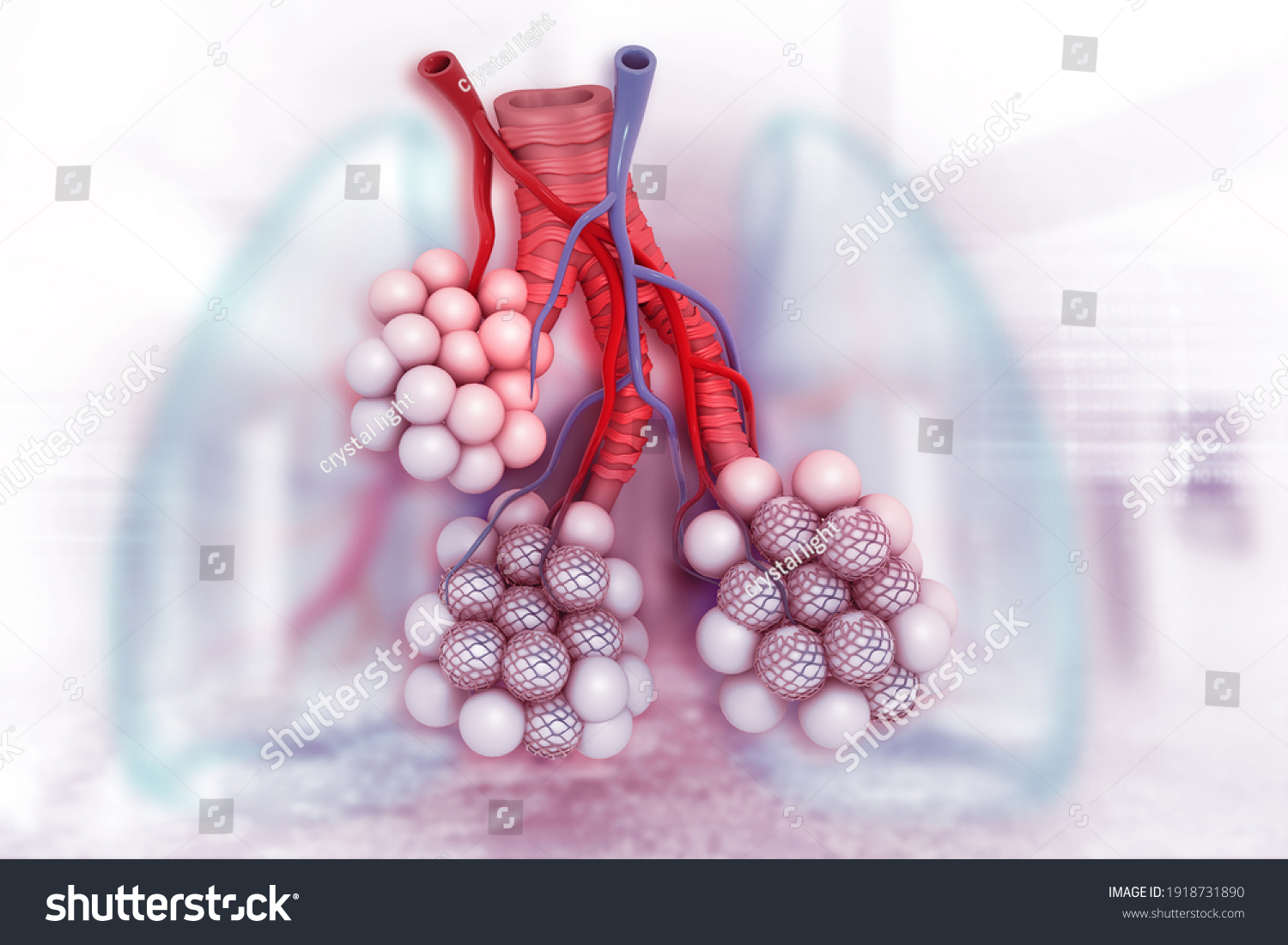 517 Alveolus capillary Images, Stock Photos & Vectors | Shutterstock