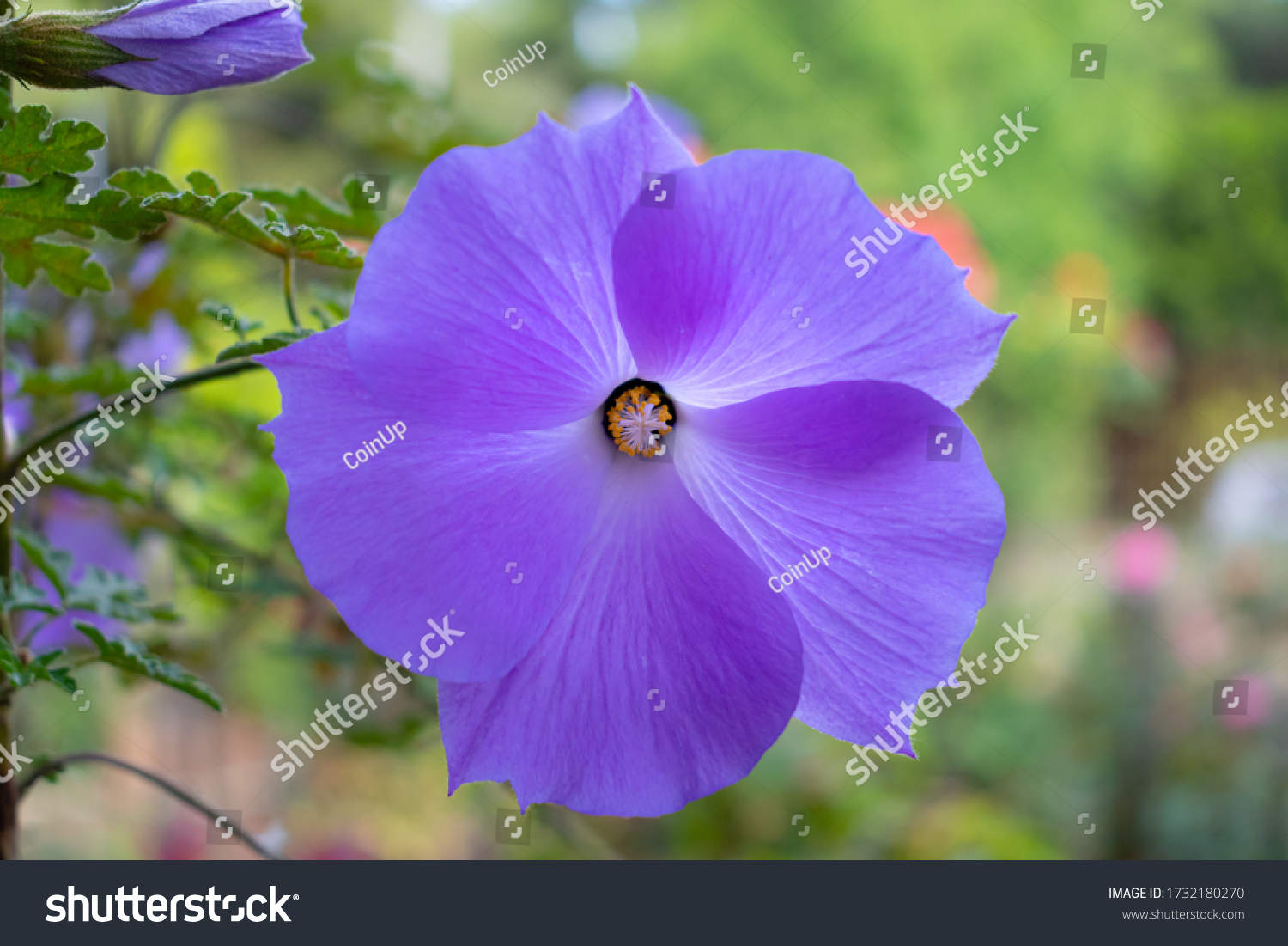 Alyogyne Huegelii Lilac Hibiscus Flower Detail Stock Photo Edit Now