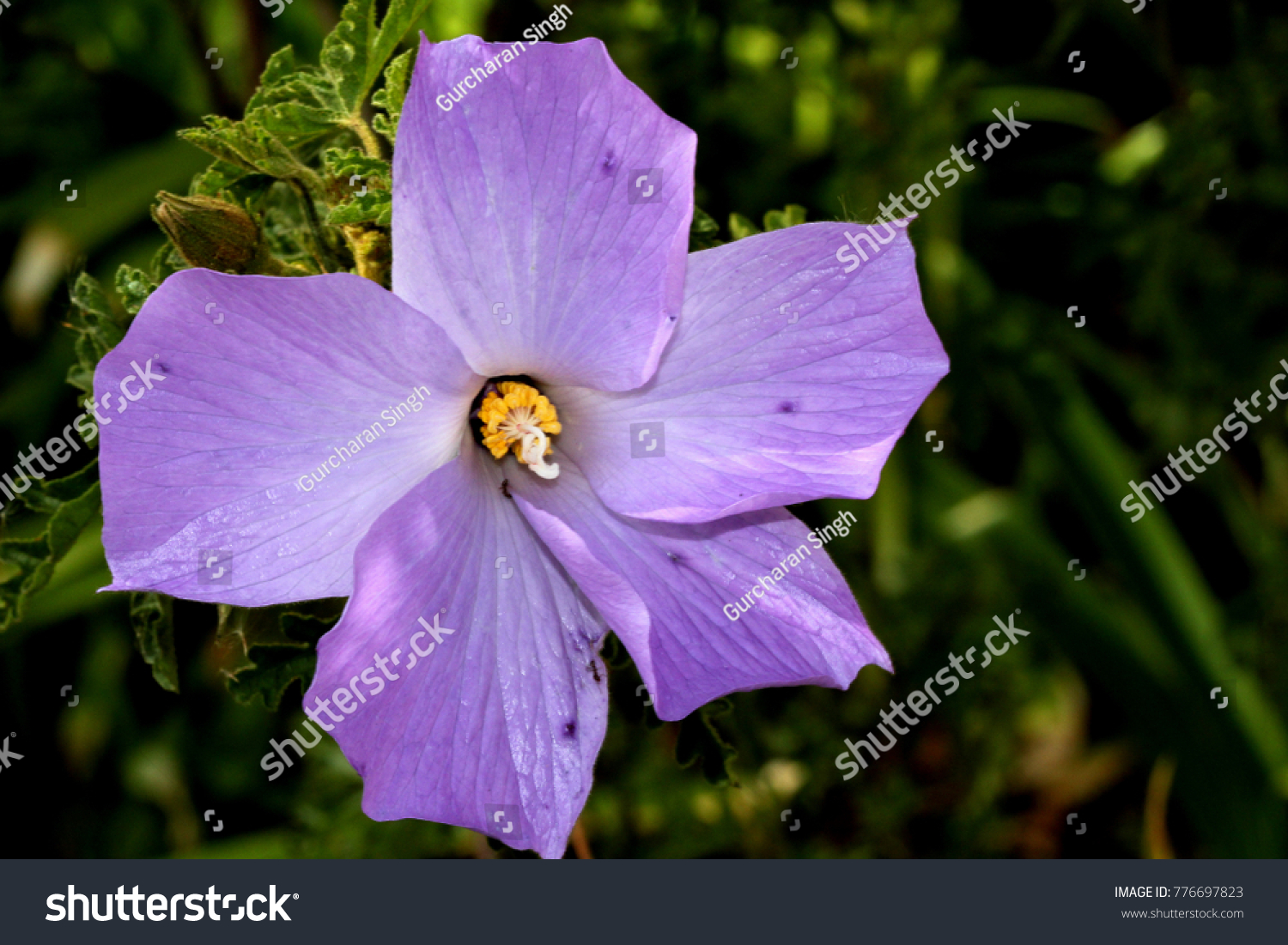 Alyogyne Huegelii Lilac Hibiscus Medium Sized Stock Photo Edit Now