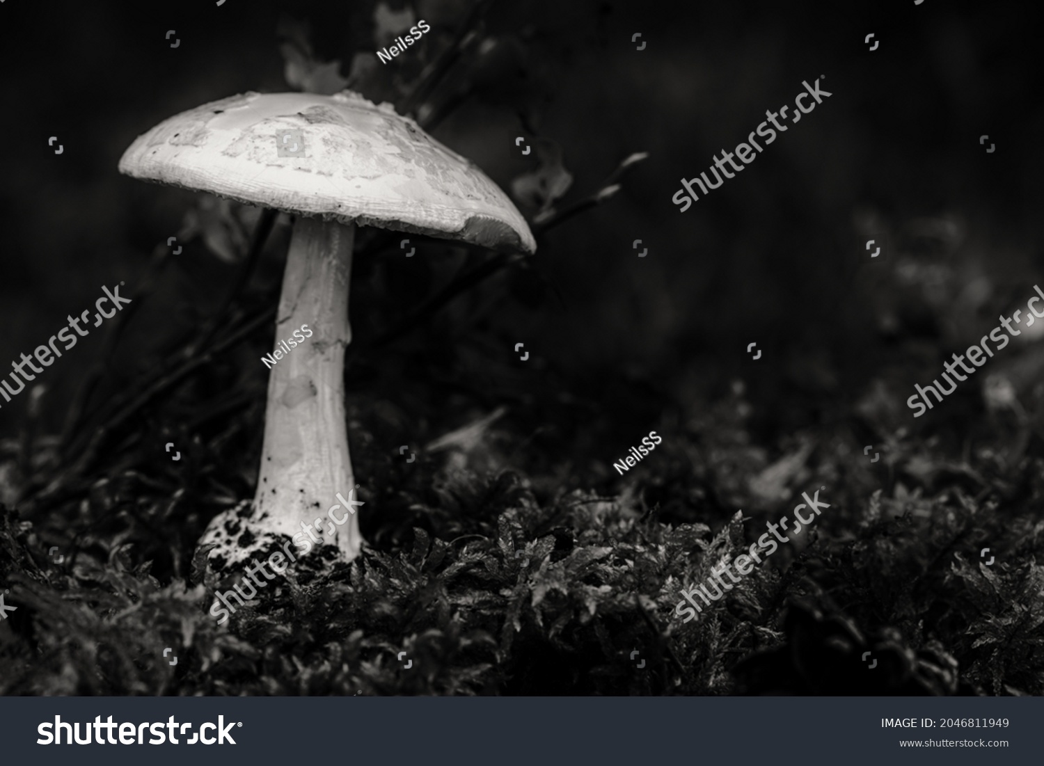 Basidiomycotic Images, Stock Photos & Vectors | Shutterstock