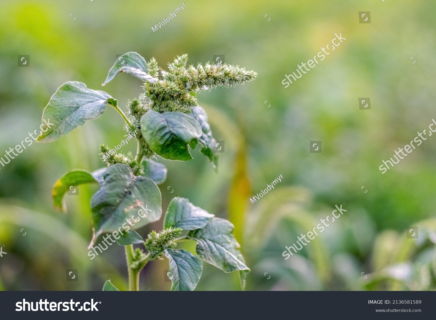 Amaranthus Retroflexus Spiny Amaranth Amaranthus Spinosus Stock Photo 