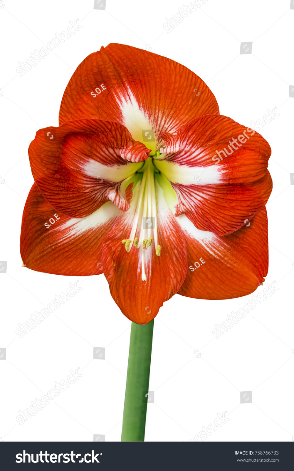 Single Red Amaryllis Flower Stem On写真素材 Shutterstock