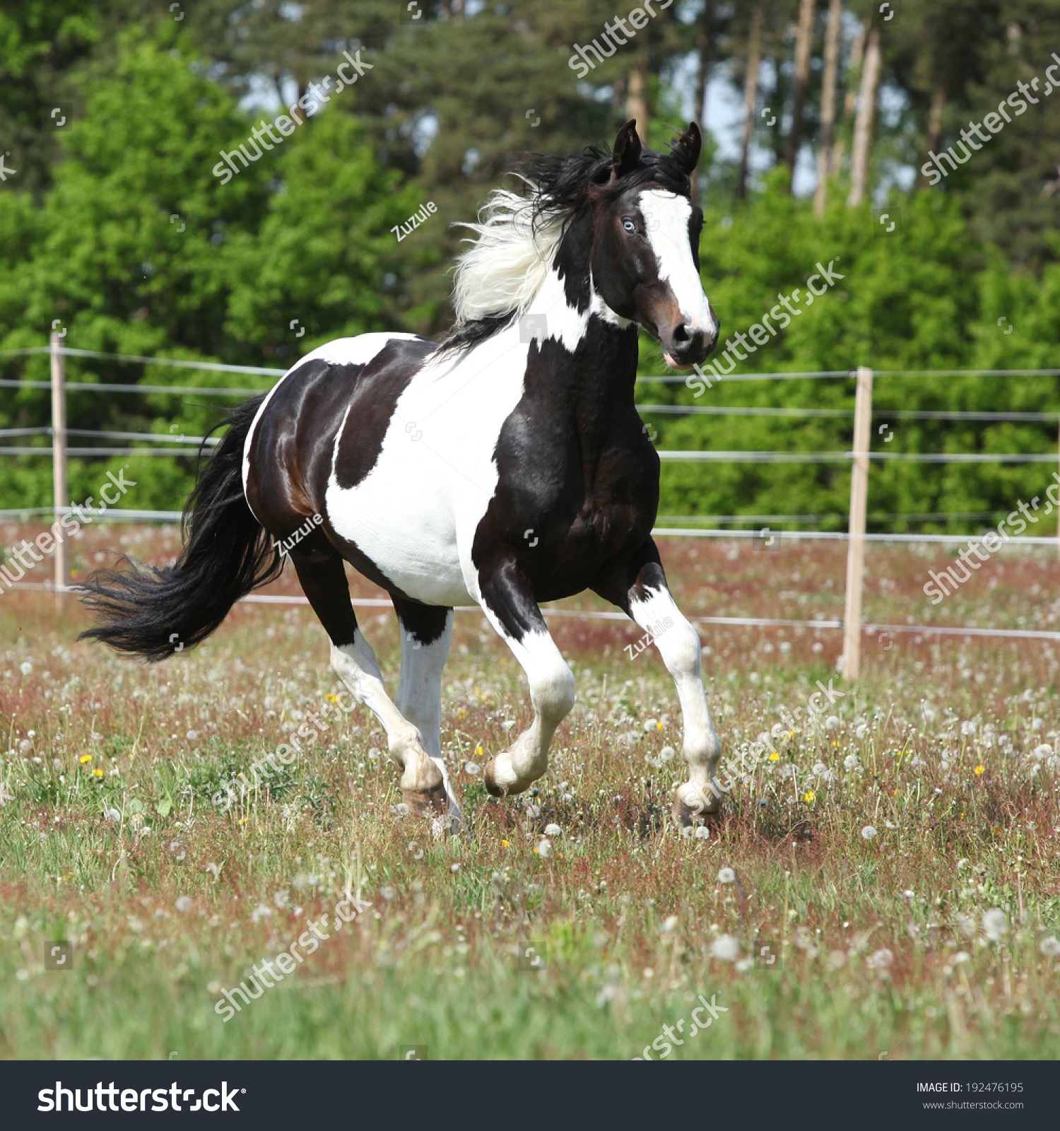 Amating Skewbald Horse Running On Flowering Pasturage Stock Photo ...