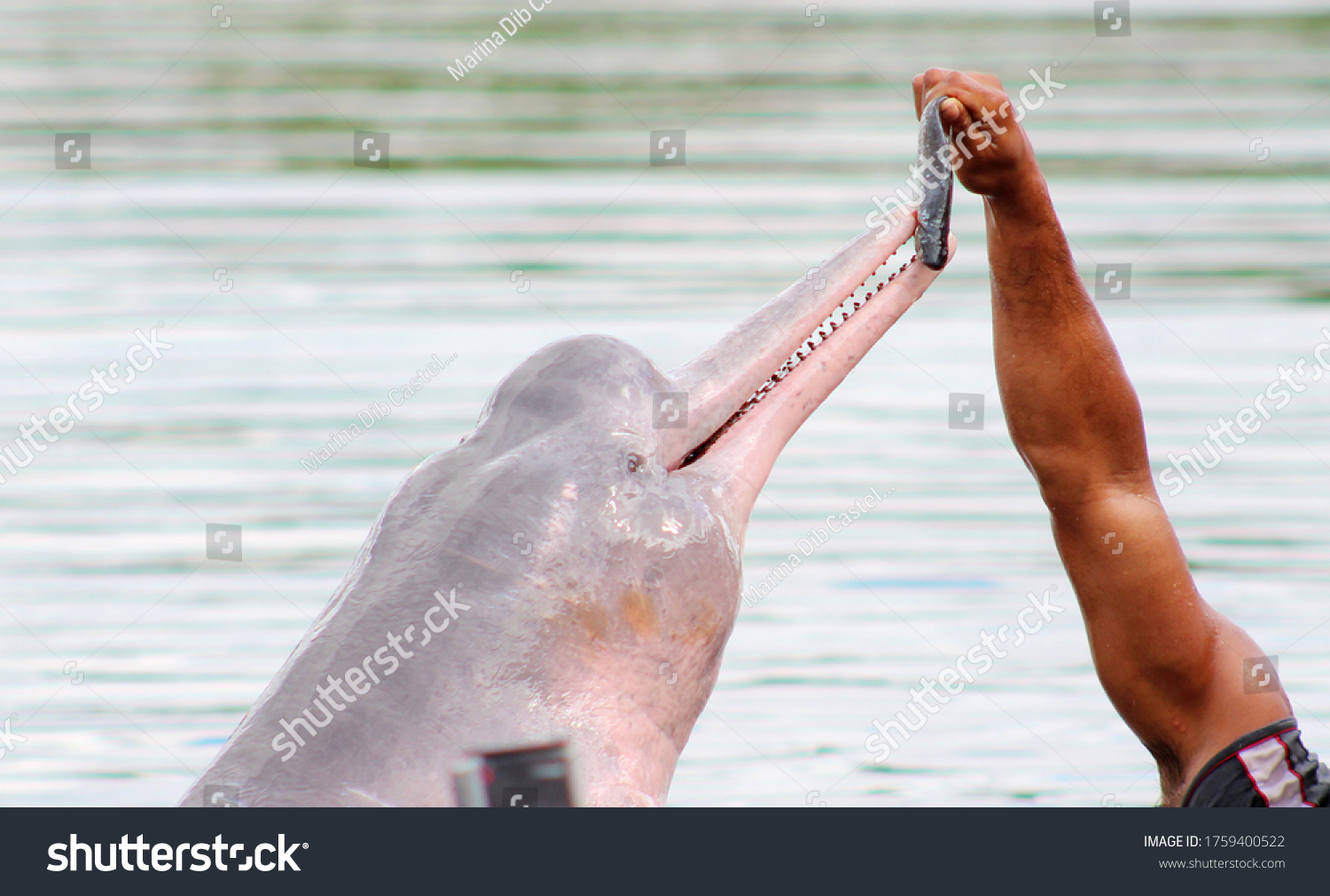 Amazon Pink Dolphin Eating Fish Brazilian Stock Photo Edit Now