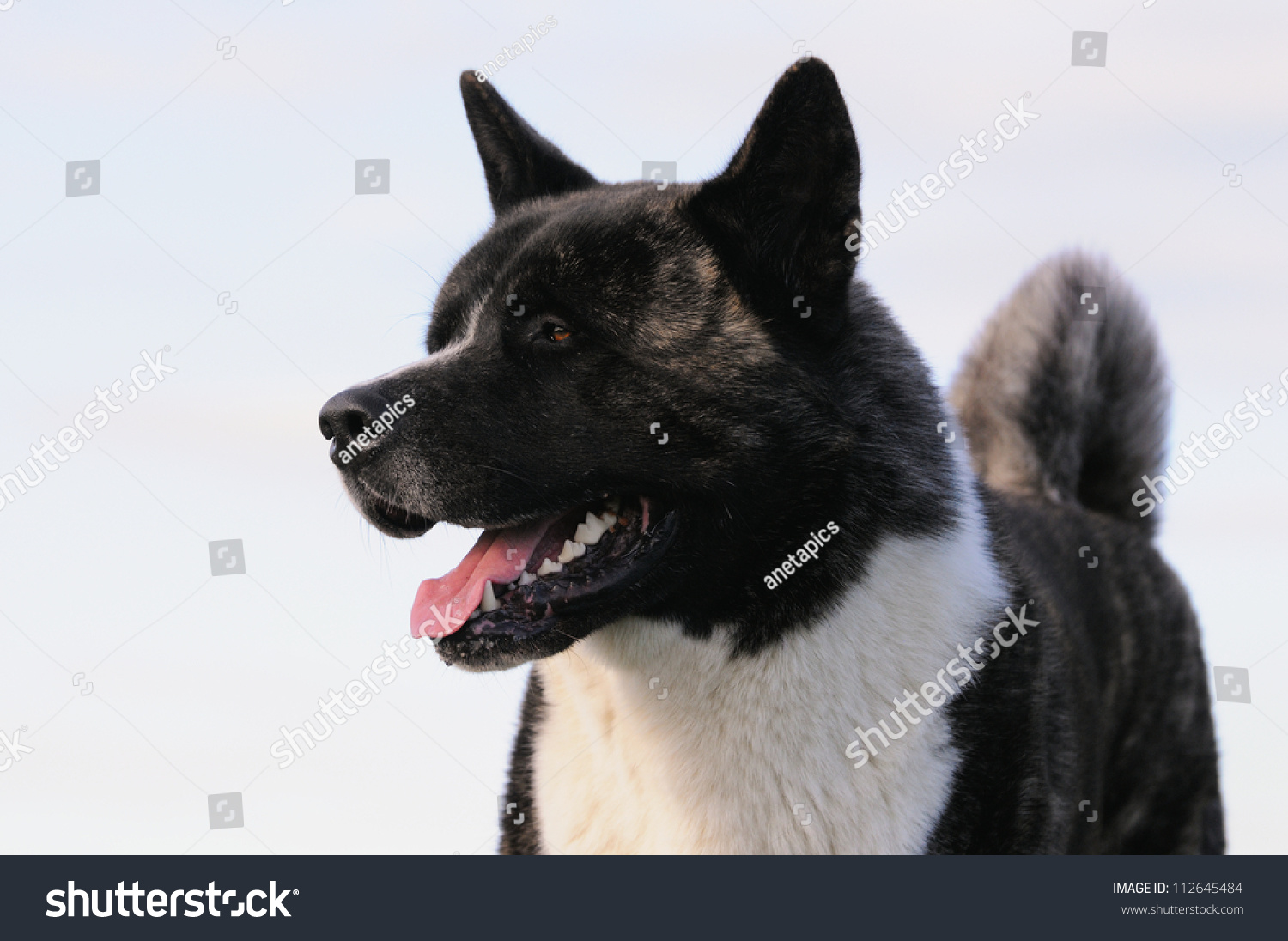 American Akita Dog Stock Photo Edit Now 112645484