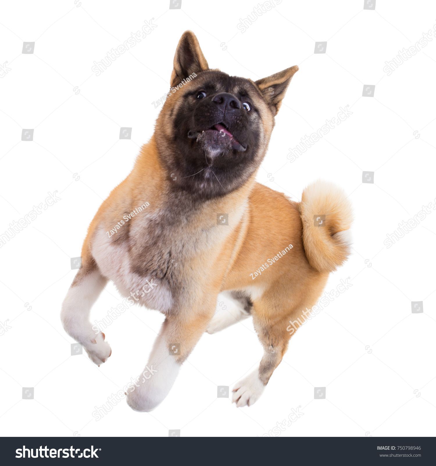 American Akita Jumping Against White Background Stock Photo 750798946