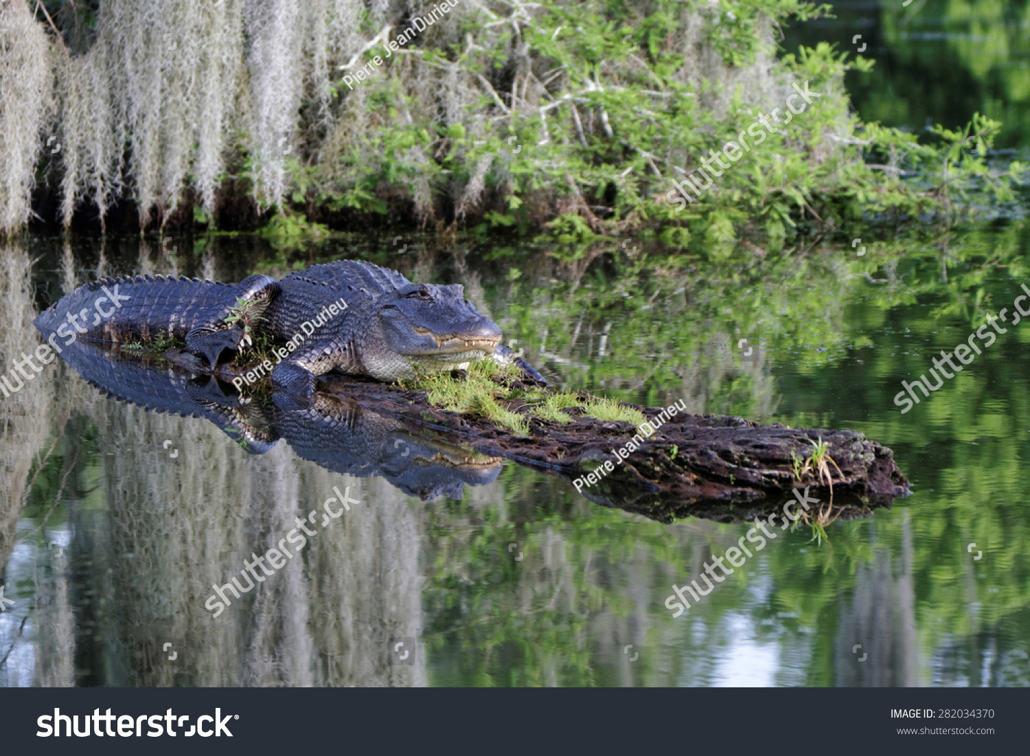 American Alligator Bayous Louisiana Stock Photo 282034370 - Shutterstock