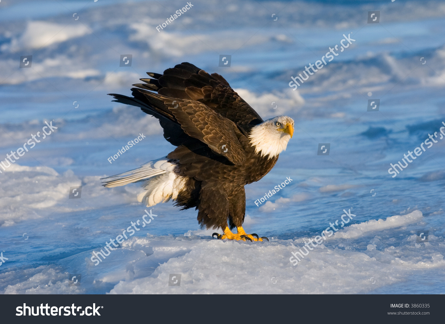 American Bald Eagle Landing On Ice Stock Photo 3860335 - Shutterstock