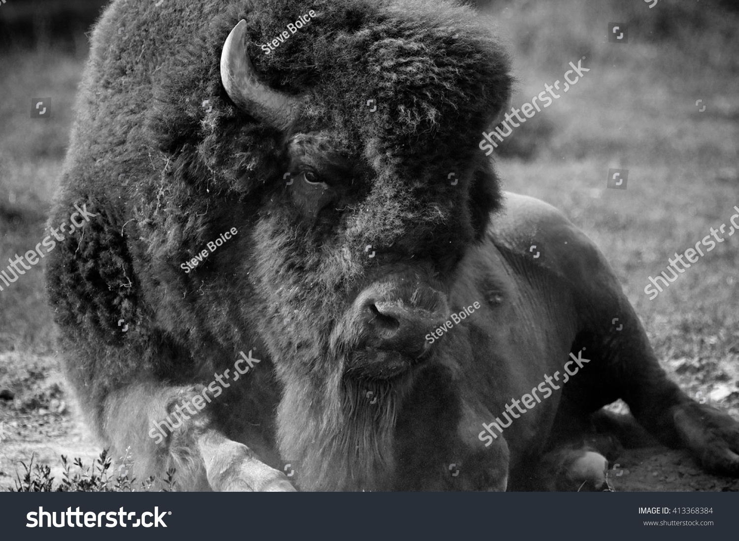 American Bison Buffalo Black White Stock Photo 413368384 - Shutterstock