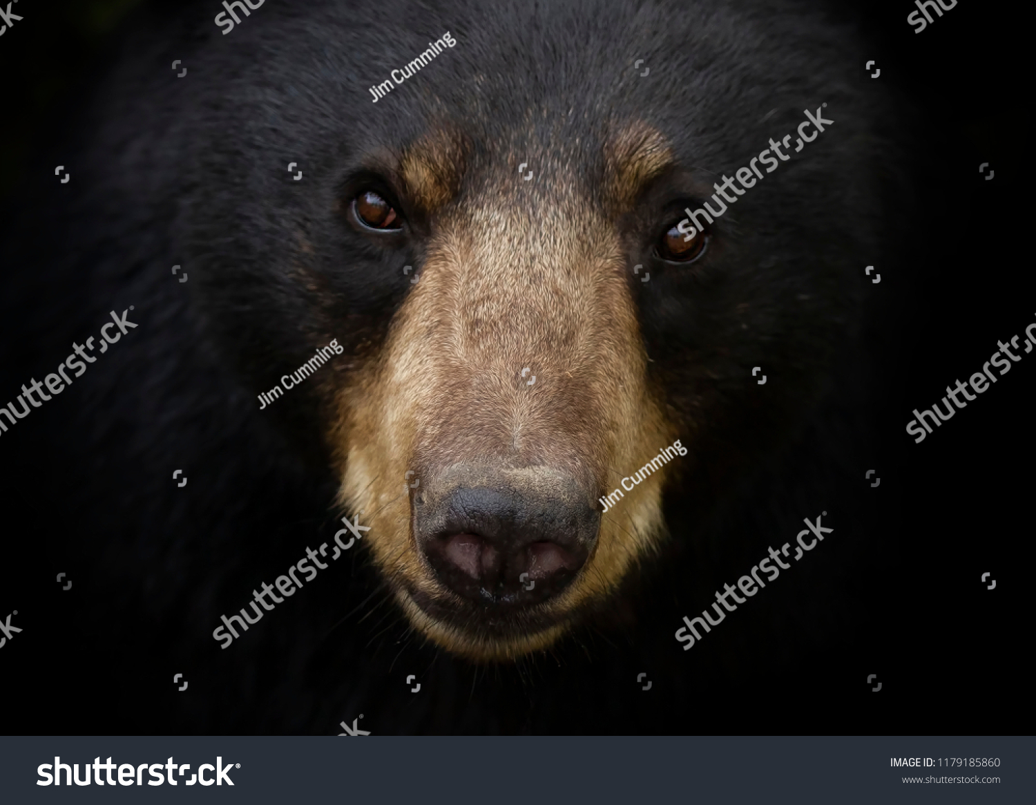 14,126 Black bear eyes Images, Stock Photos & Vectors | Shutterstock