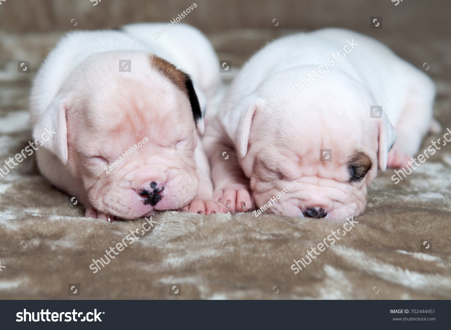 American Bulldog Puppies Stock Photo Edit Now 702444451