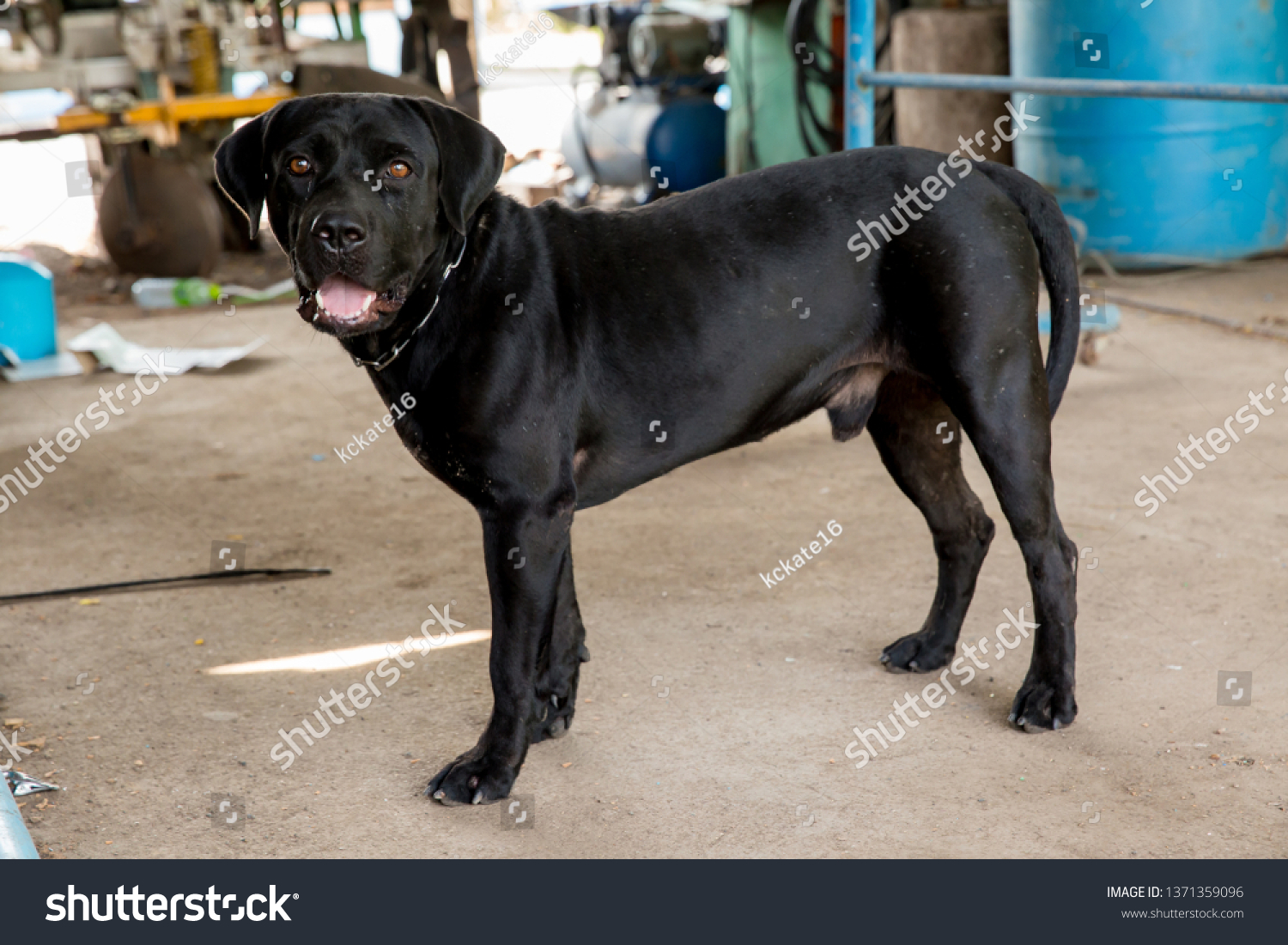 pakistani bully dog black