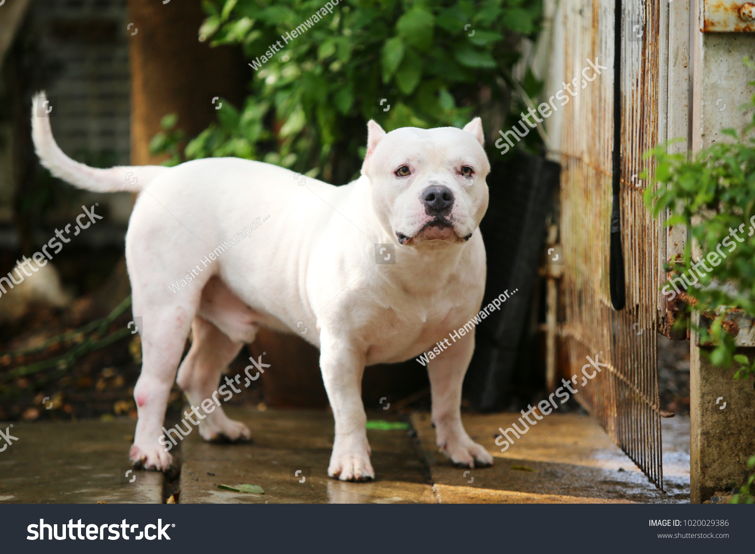 bully white dog