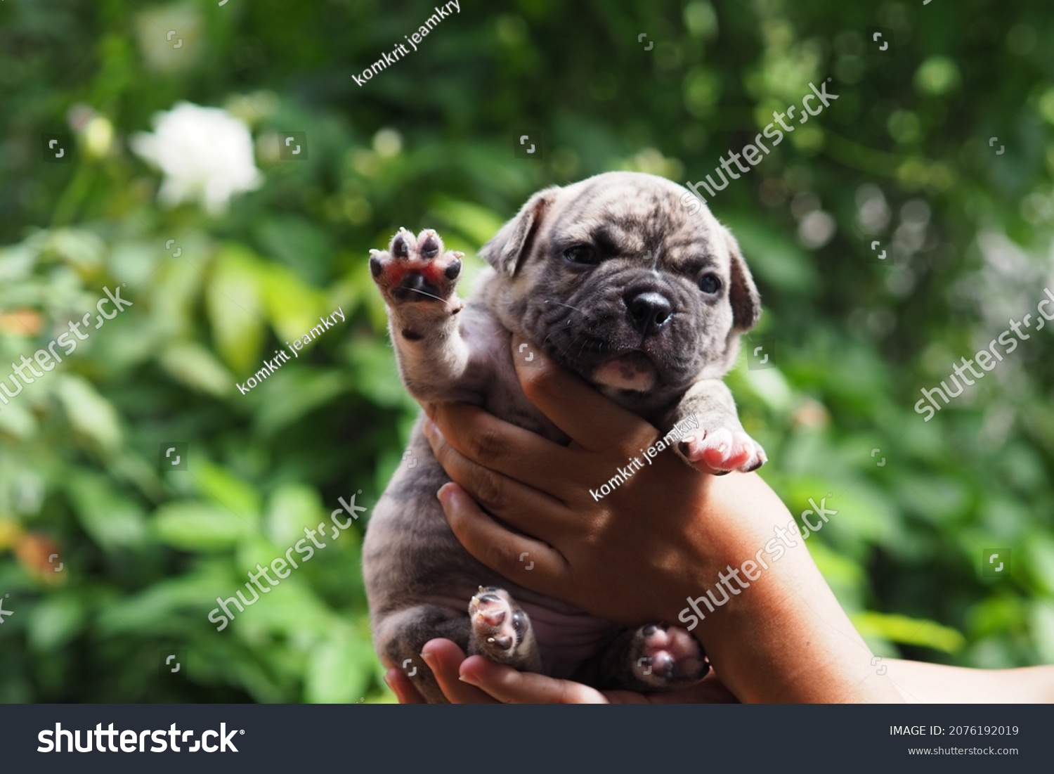 American Bully Puppies Tiger Stripes Stock Photo 2076192019 | Shutterstock