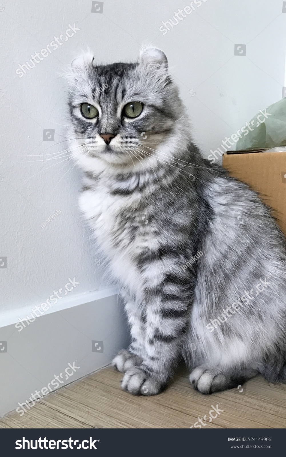 Foto Stok American Curl Cat Female Silver Tabby (Edit Sekarang 