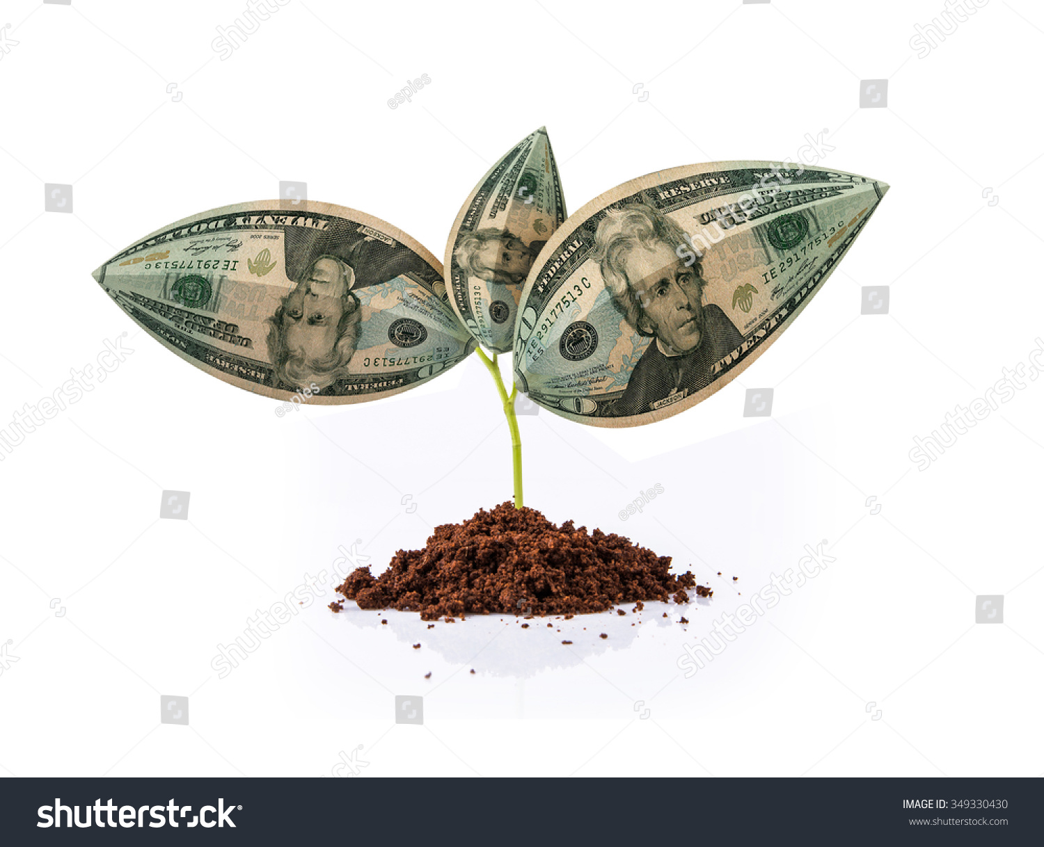 American Currency Plant American Dollar Plant Stock Photo 349330430 ...