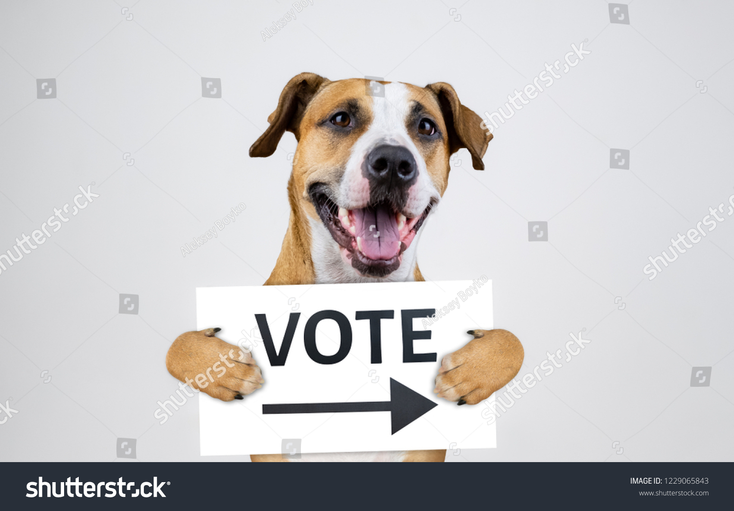 683 Dog voting Images, Stock Photos & Vectors Shutterstock