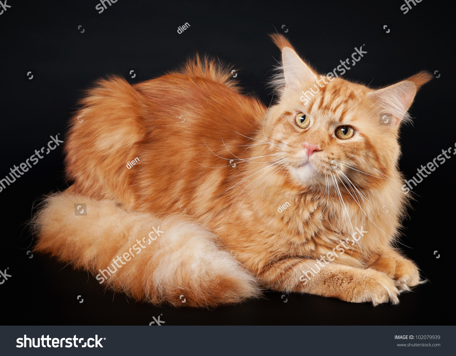 American Maine Coon Cat On Black Stock Photo Edit Now 102079939