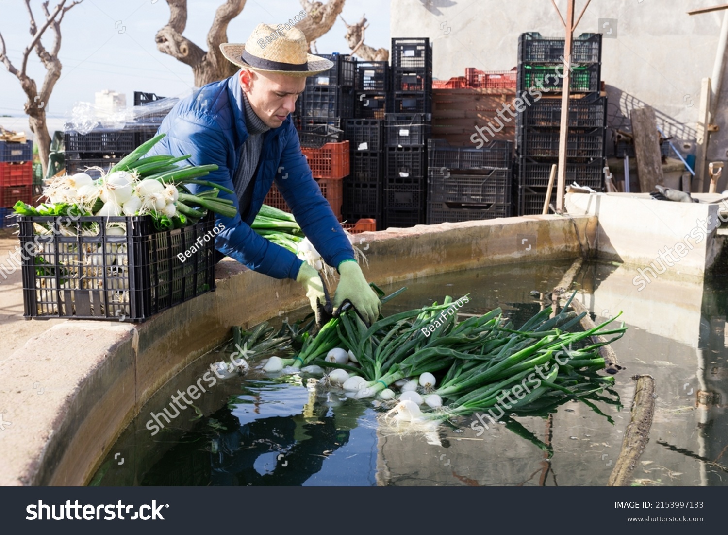 American Male Farmer Wearing Straw Hat Stock Photo 2153997133   Stock Photo American Male Farmer Wearing A Straw Hat Washing Green Onions In A Reservoir With Water On A Spring 2153997133 