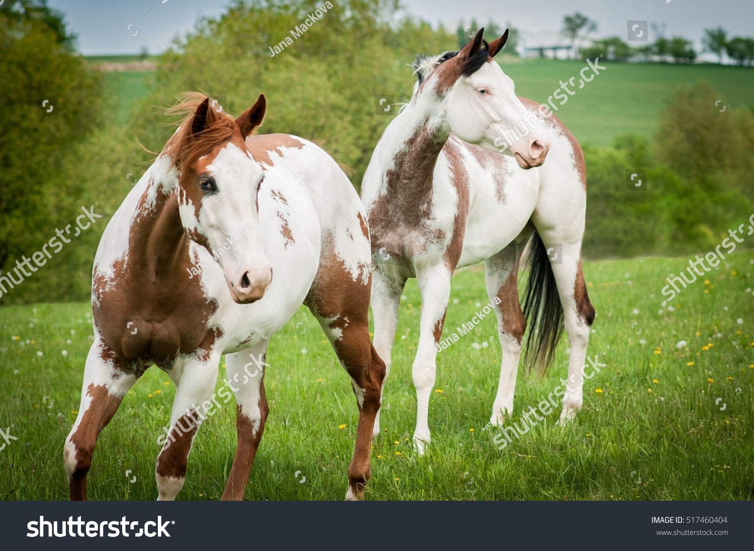 American Paint Horses Stock Photo 517460404 Shutterstock   Stock Photo American Paint Horses 517460404 