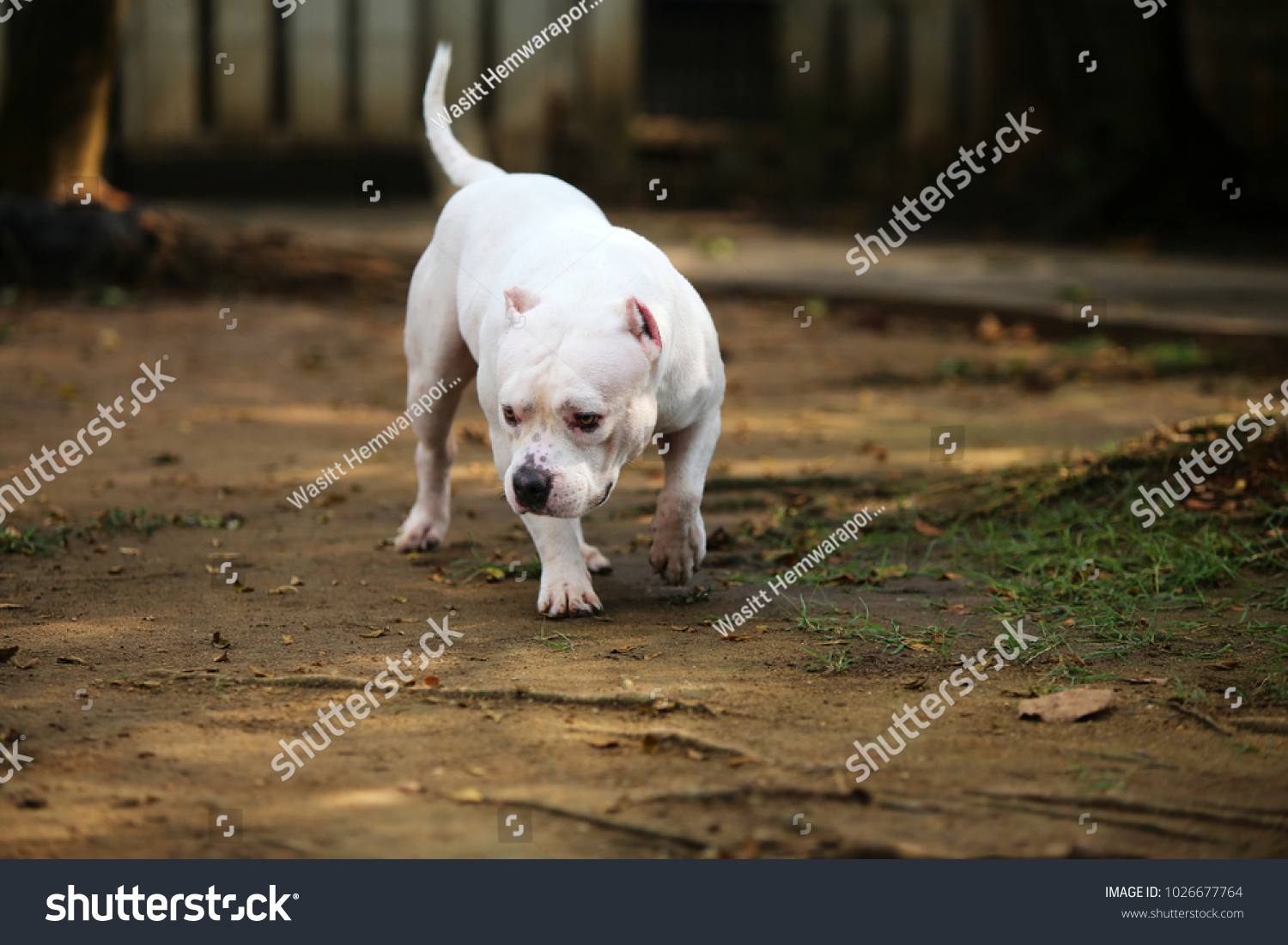 American Pit Bull Terrier American Bully Stock Photo Edit Now 1026677764