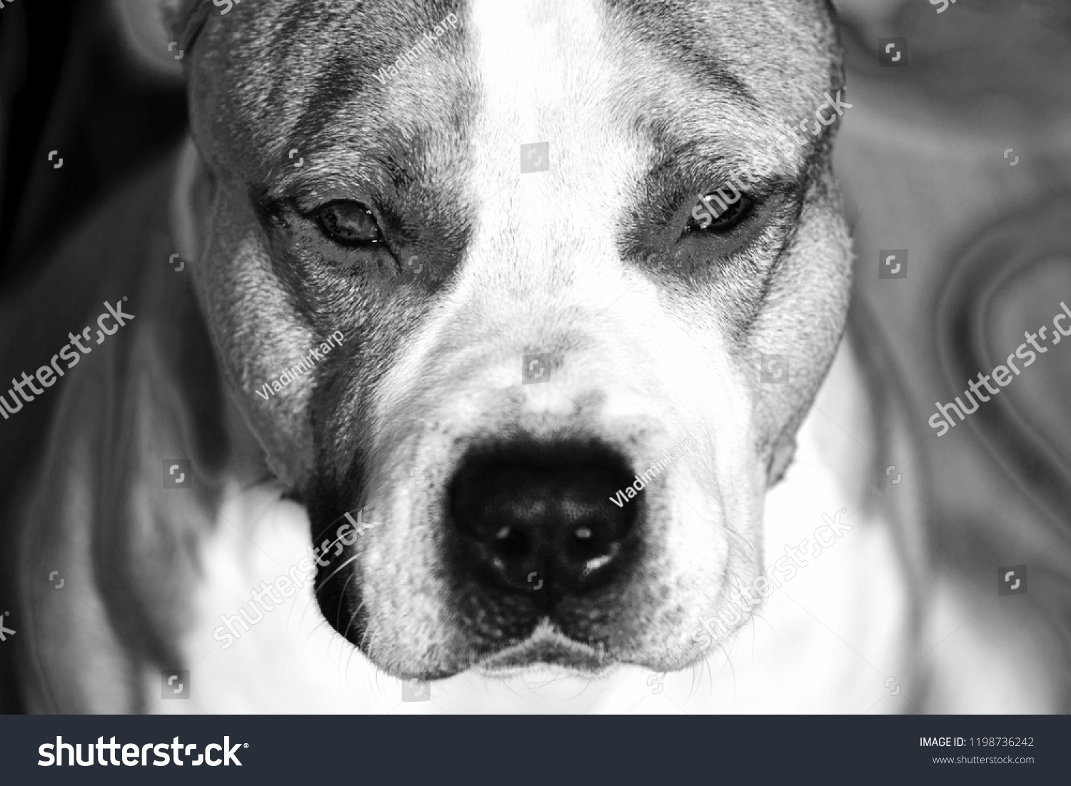 American Pit Bull Terrier Black White Stock Photo Edit Now 1198736242