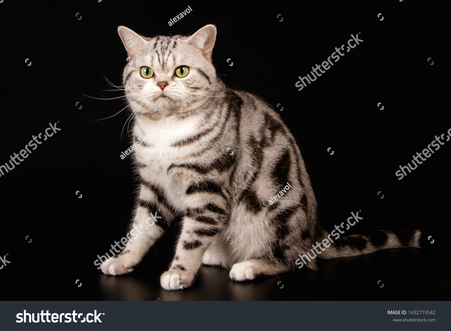 American Shorthair Cat Breed Information Pictures Characteristics Facts