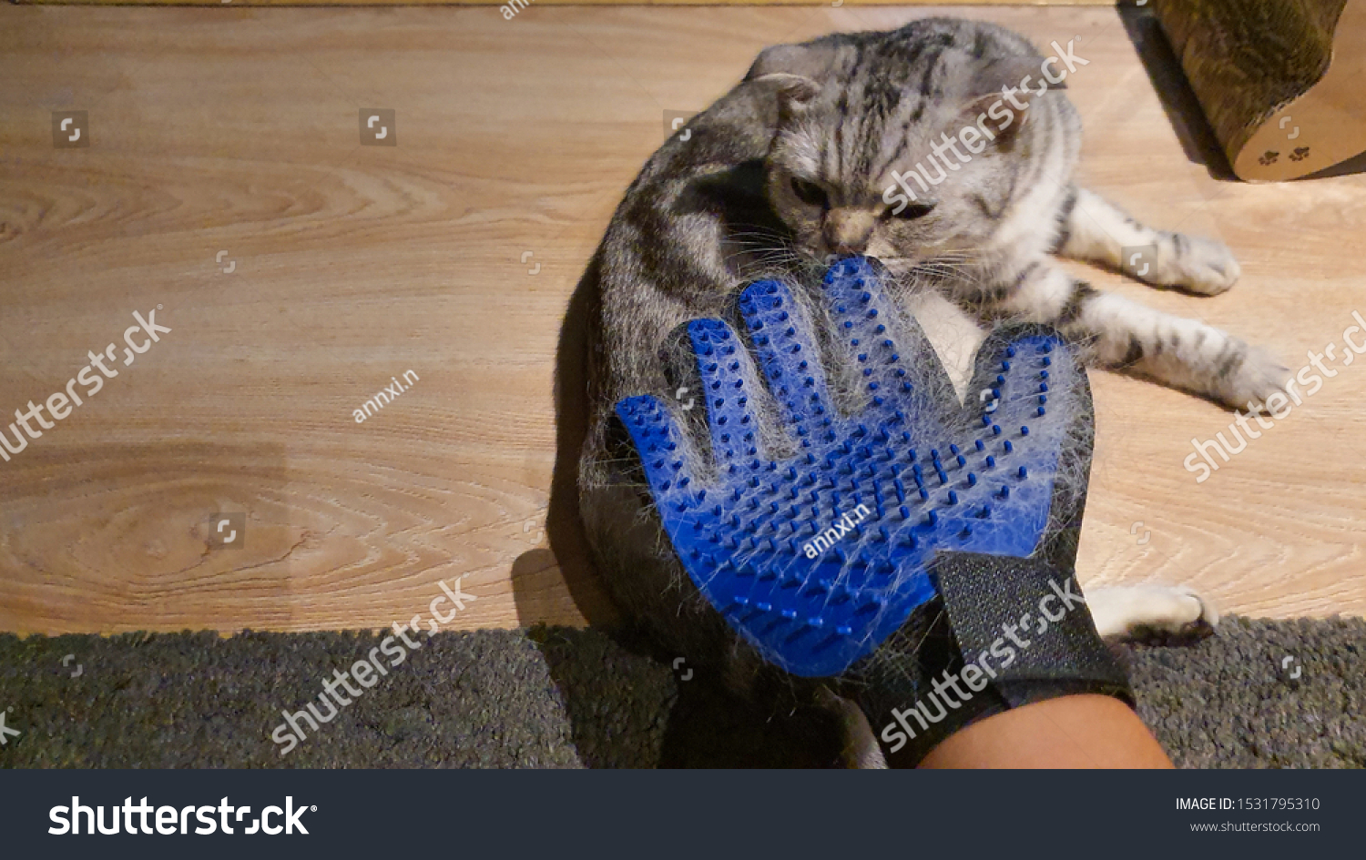 American Shorthair Cat Brush Glove Cat Stock Photo Edit Now