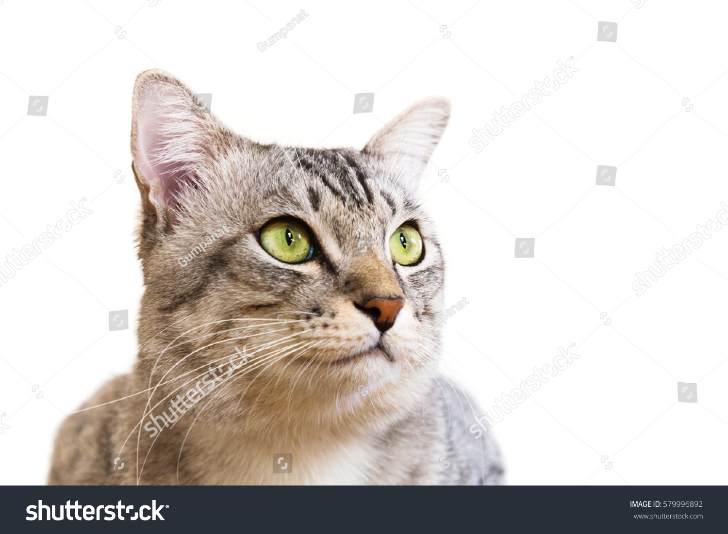 american shorthair yellow