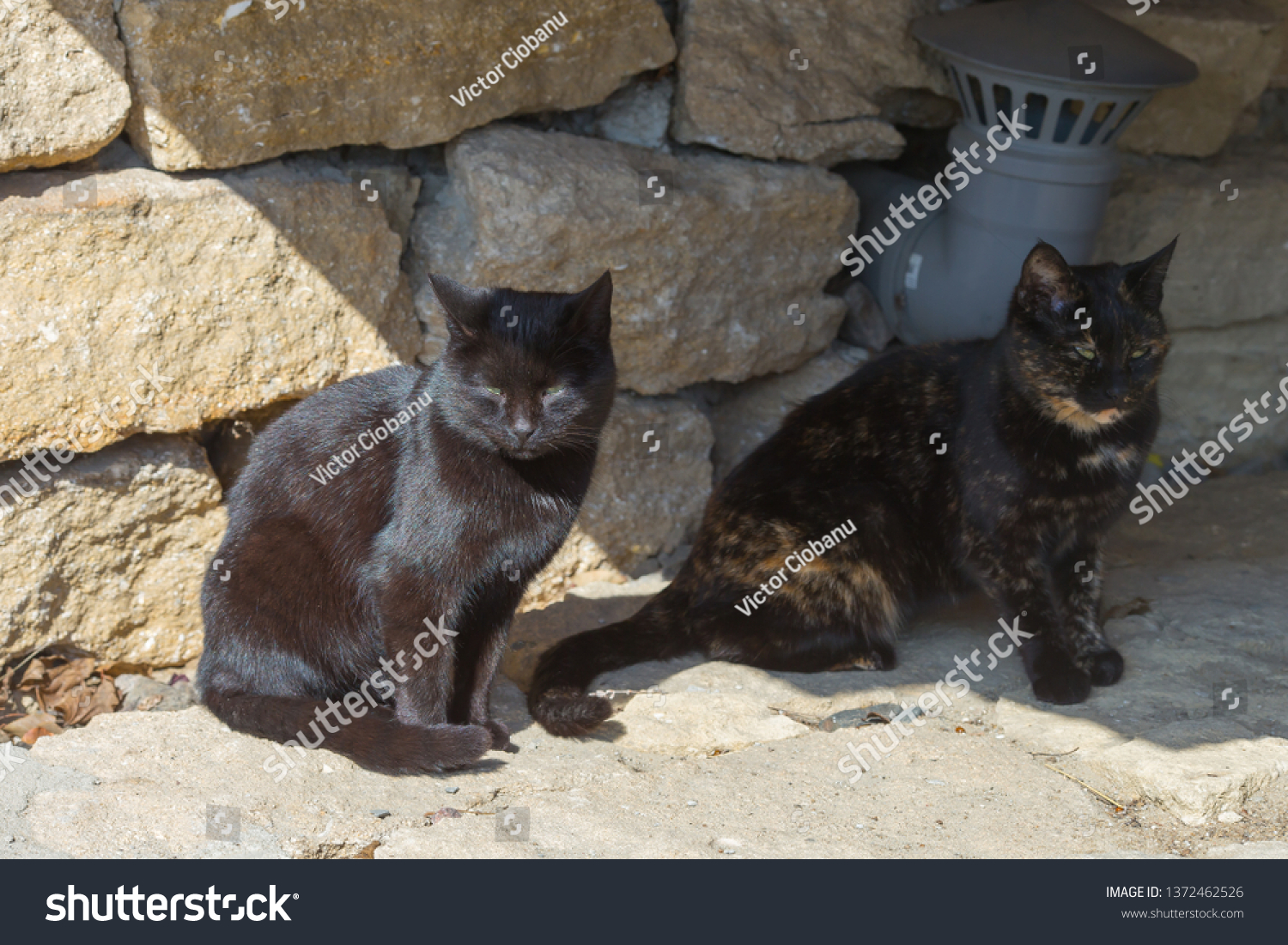 American Shorthair Cats Sunlight Picture Stock Photo Edit Now