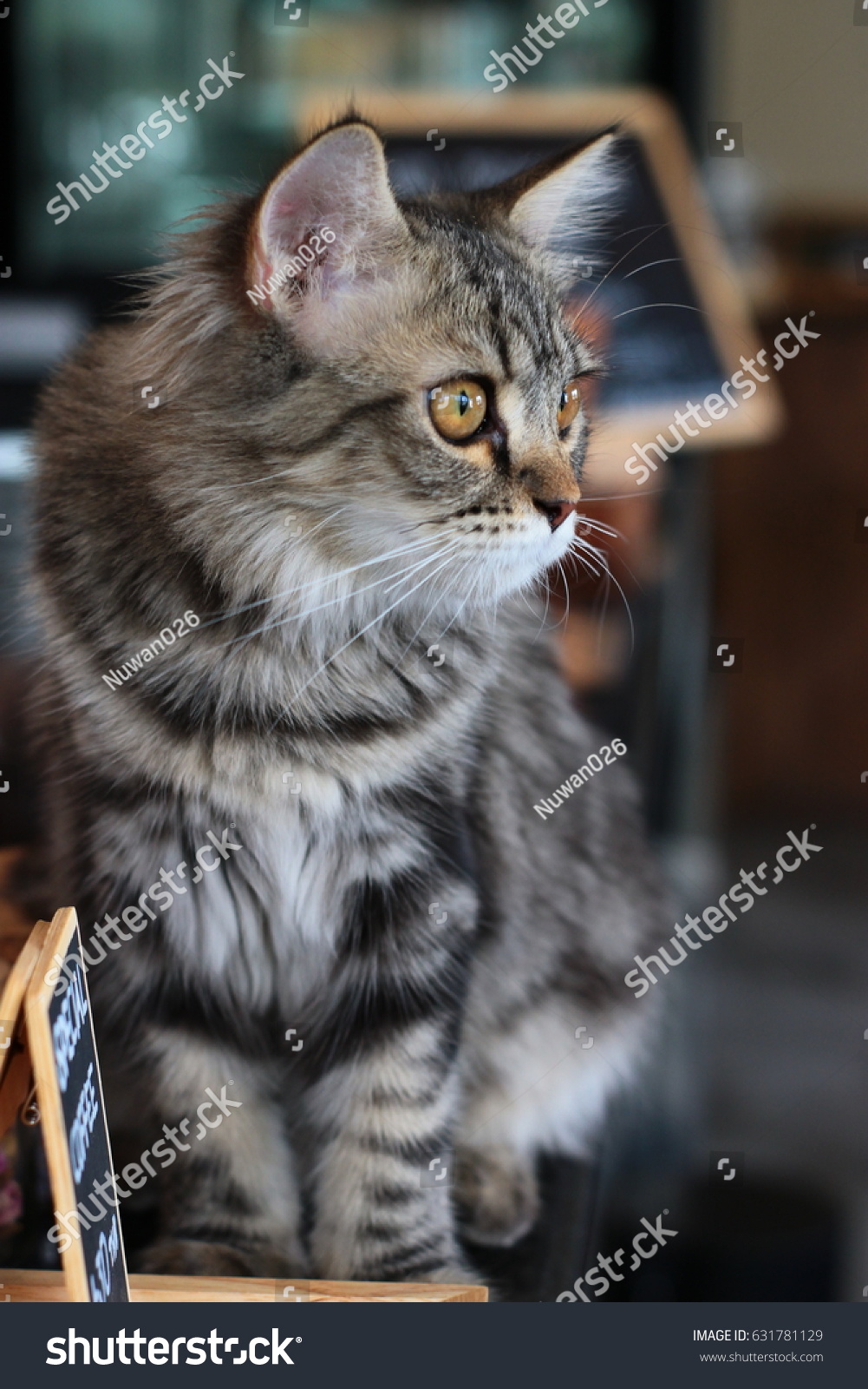 American Shorthair Mix Persian Cat Animals Wildlife Stock Image