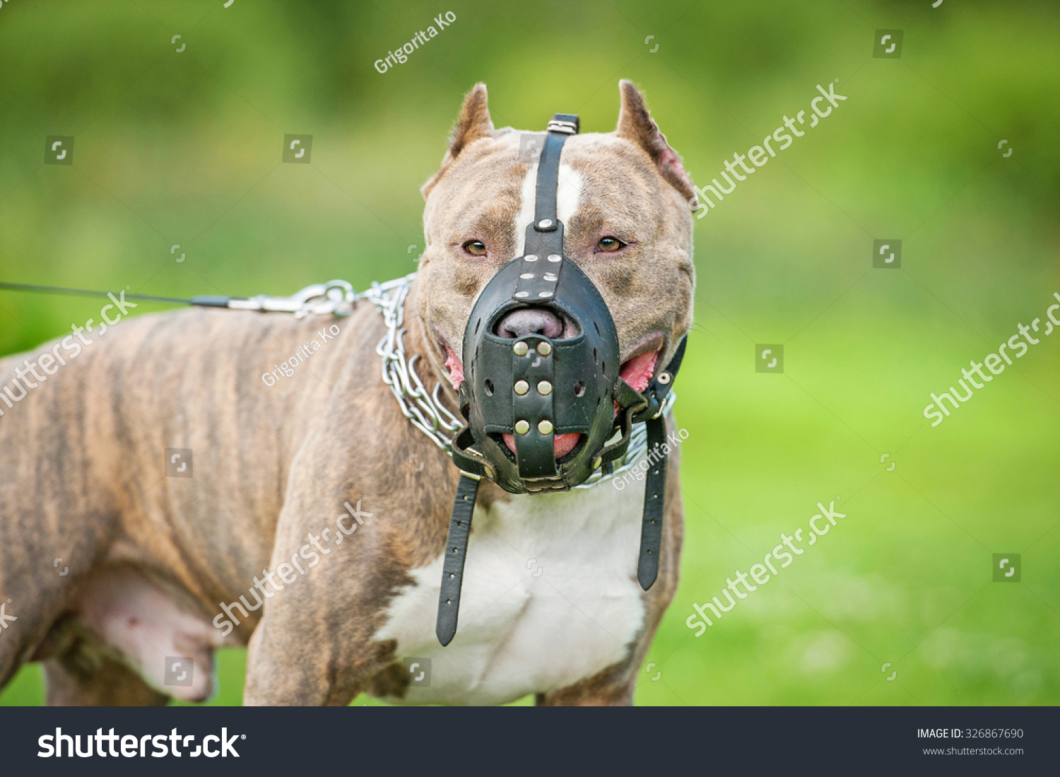 muzzle for american staffordshire terrier