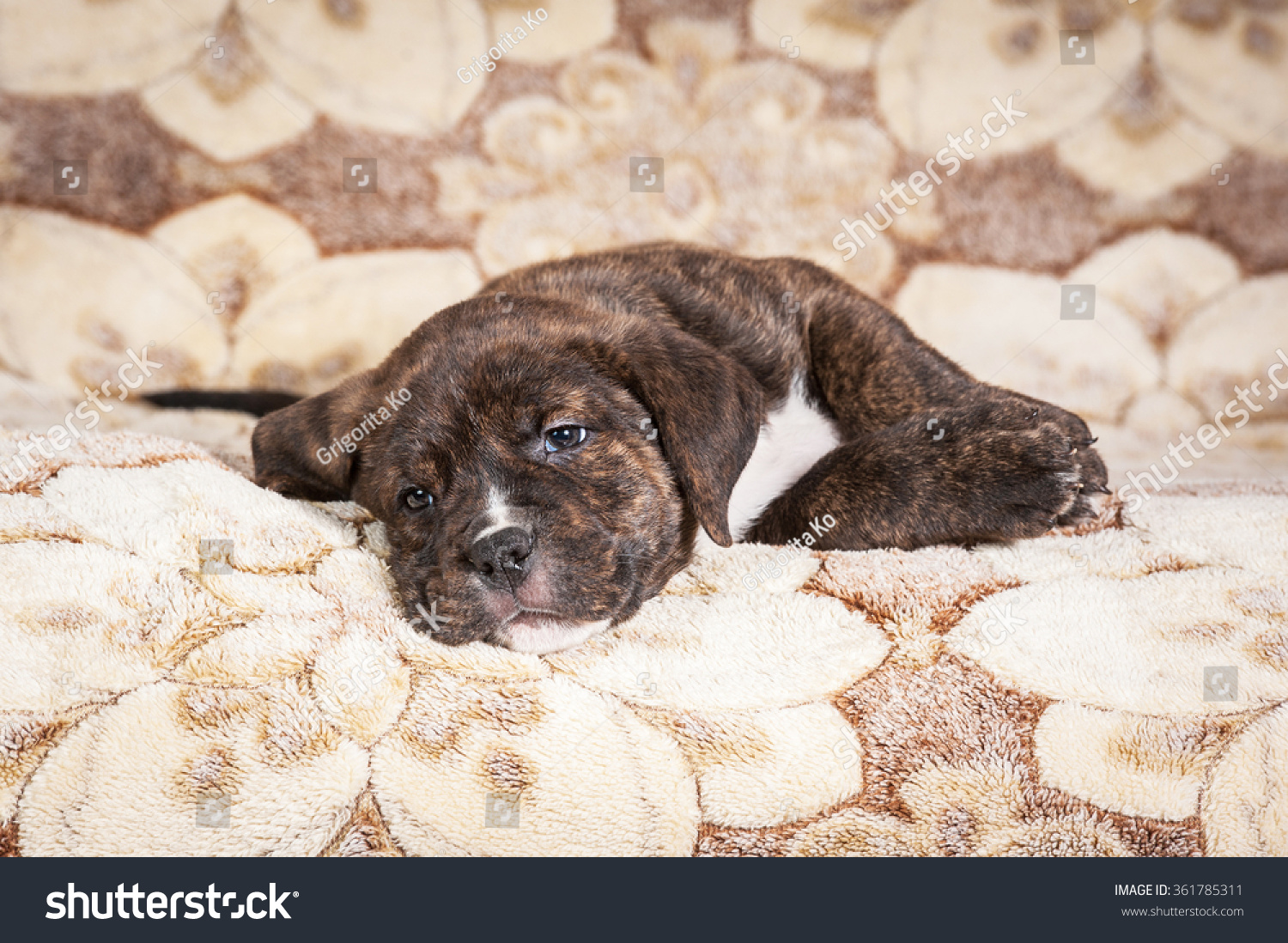 American Staffordshire Terrier Puppy Sleeping On Stock Photo 361785311